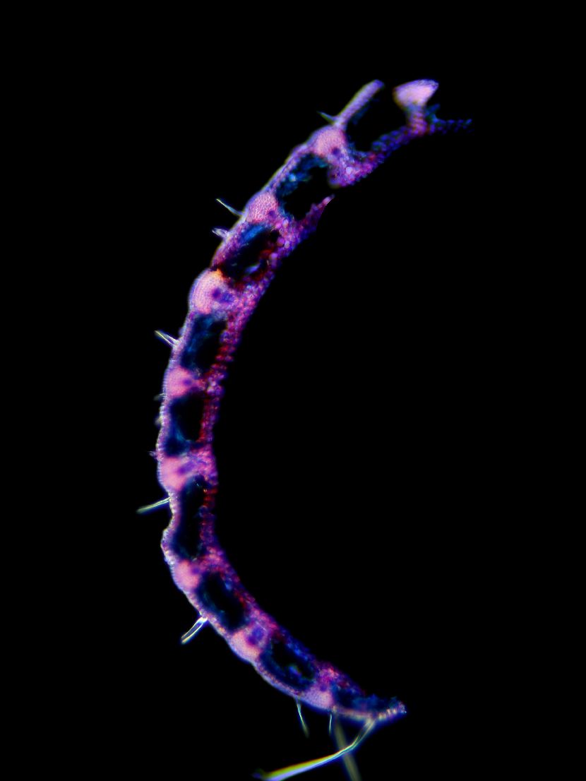 Monokotyledonen Datenbank anatomischer Bilder