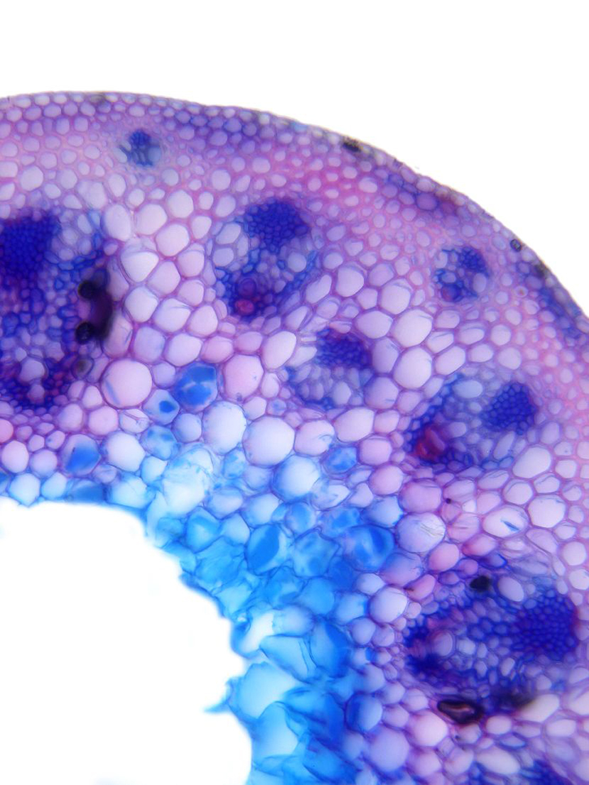 Monokotyledonen Datenbank anatomischer Bilder