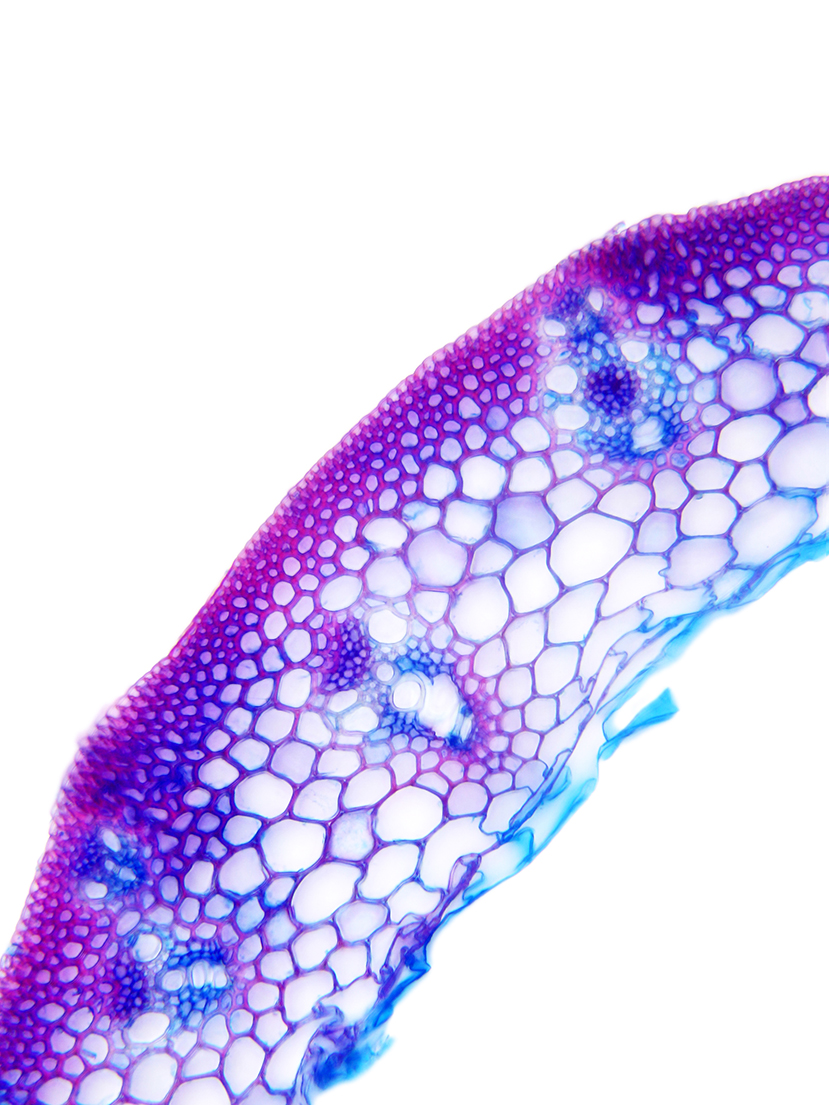 Monokotyledonen Datenbank anatomischer Bilder