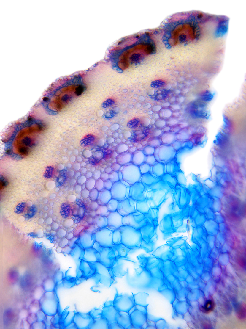 Monokotyledonen Datenbank anatomischer Bilder
