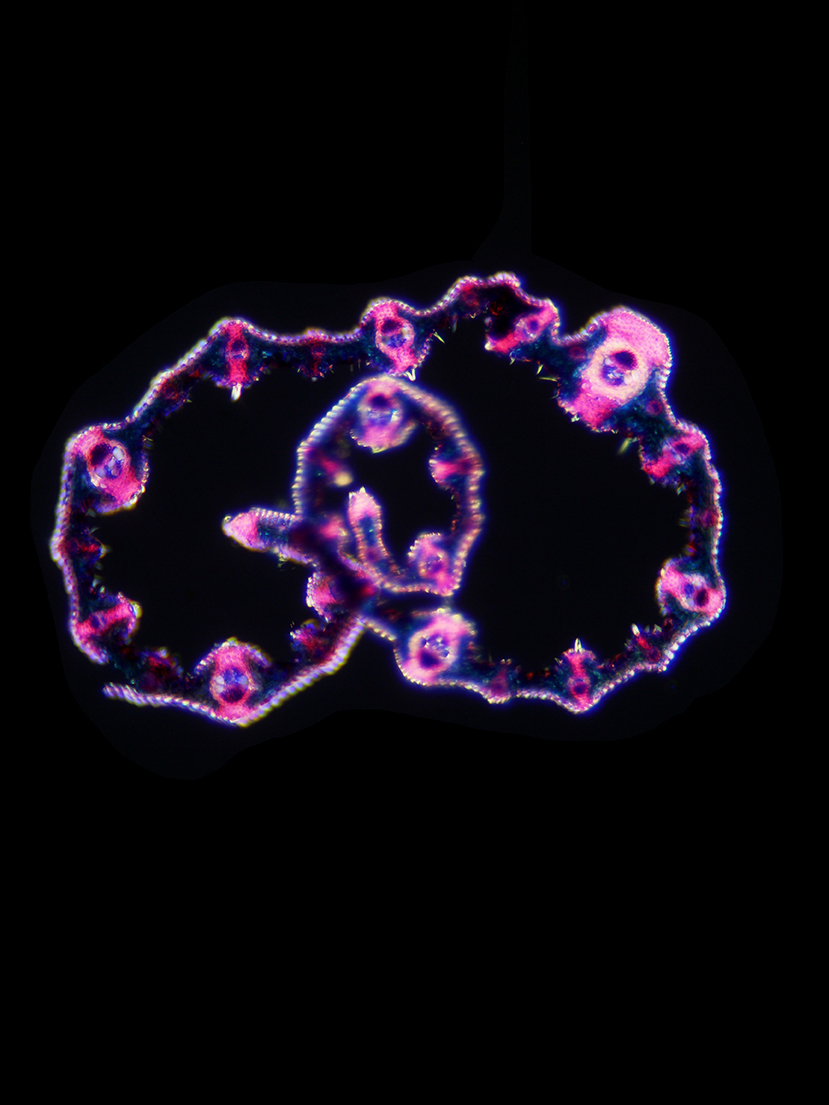 Monokotyledonen Datenbank anatomischer Bilder