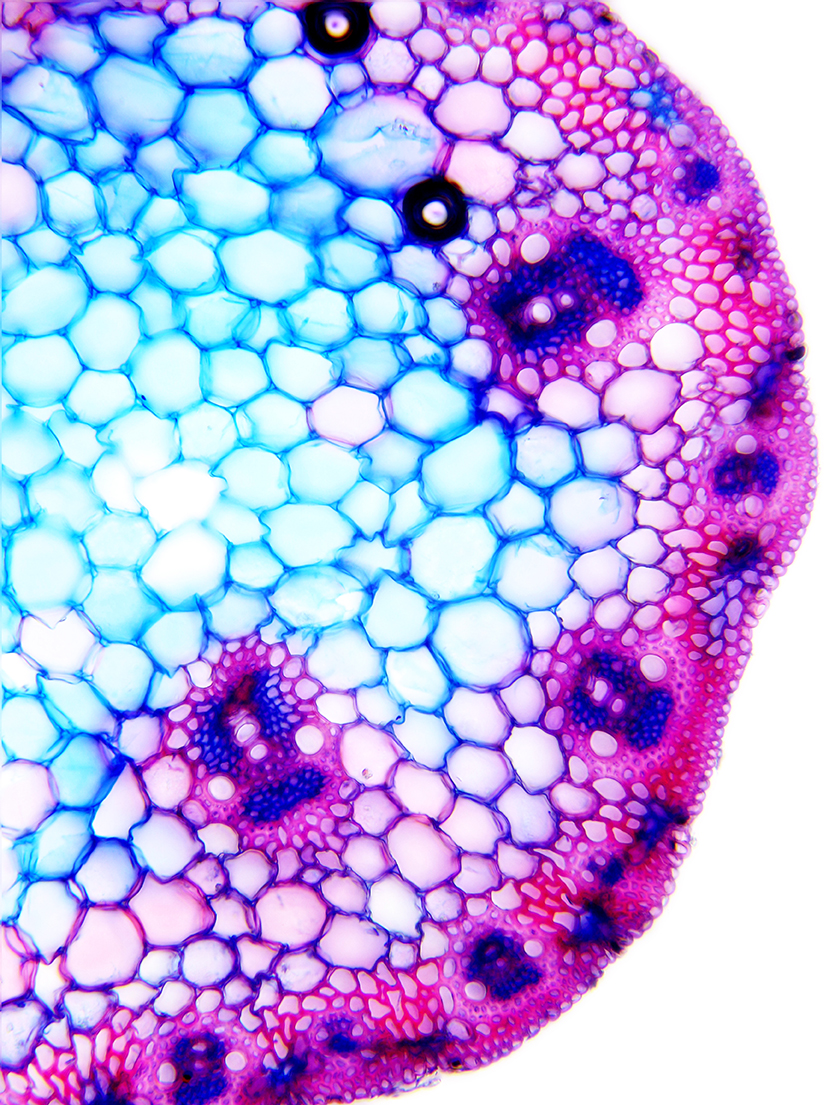 Monokotyledonen Datenbank anatomischer Bilder