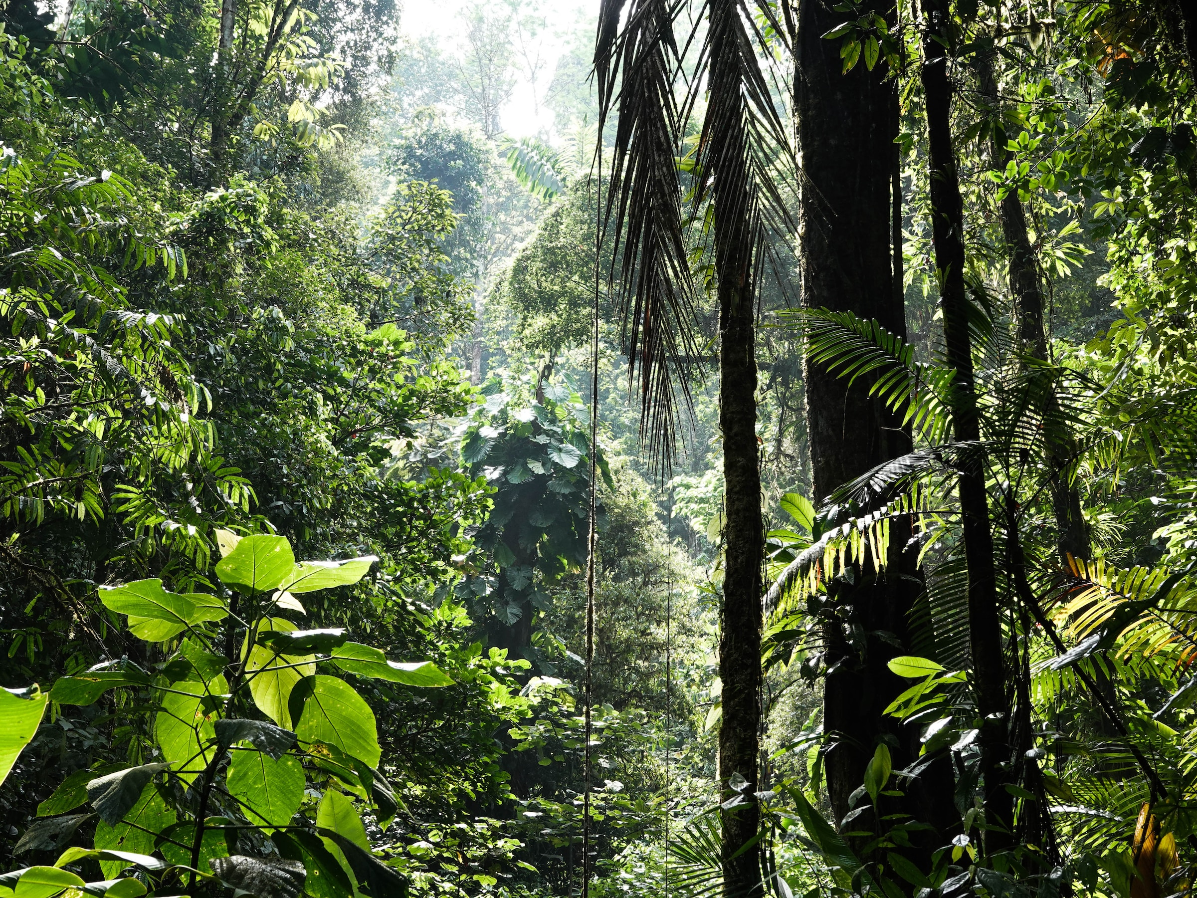 Forêt tropicale : les faits et les chiffres