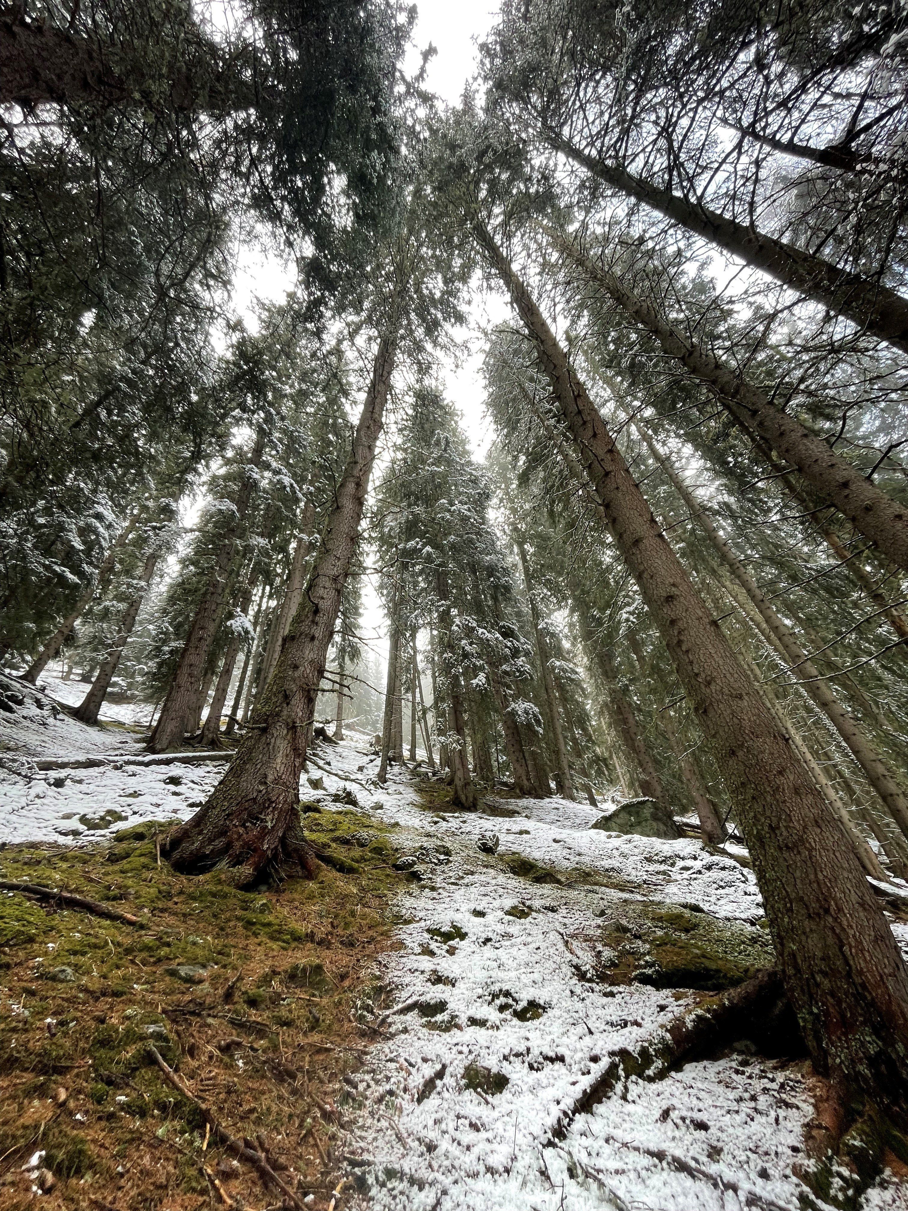 Vue en contre-plongée d'une forêt dense, avec des conifères majestueux. Le sol est recouvert d'un léger manteau de neige, et une lumière tamisée filtre à travers les arbres, créant une atmosphère calme et paisible.