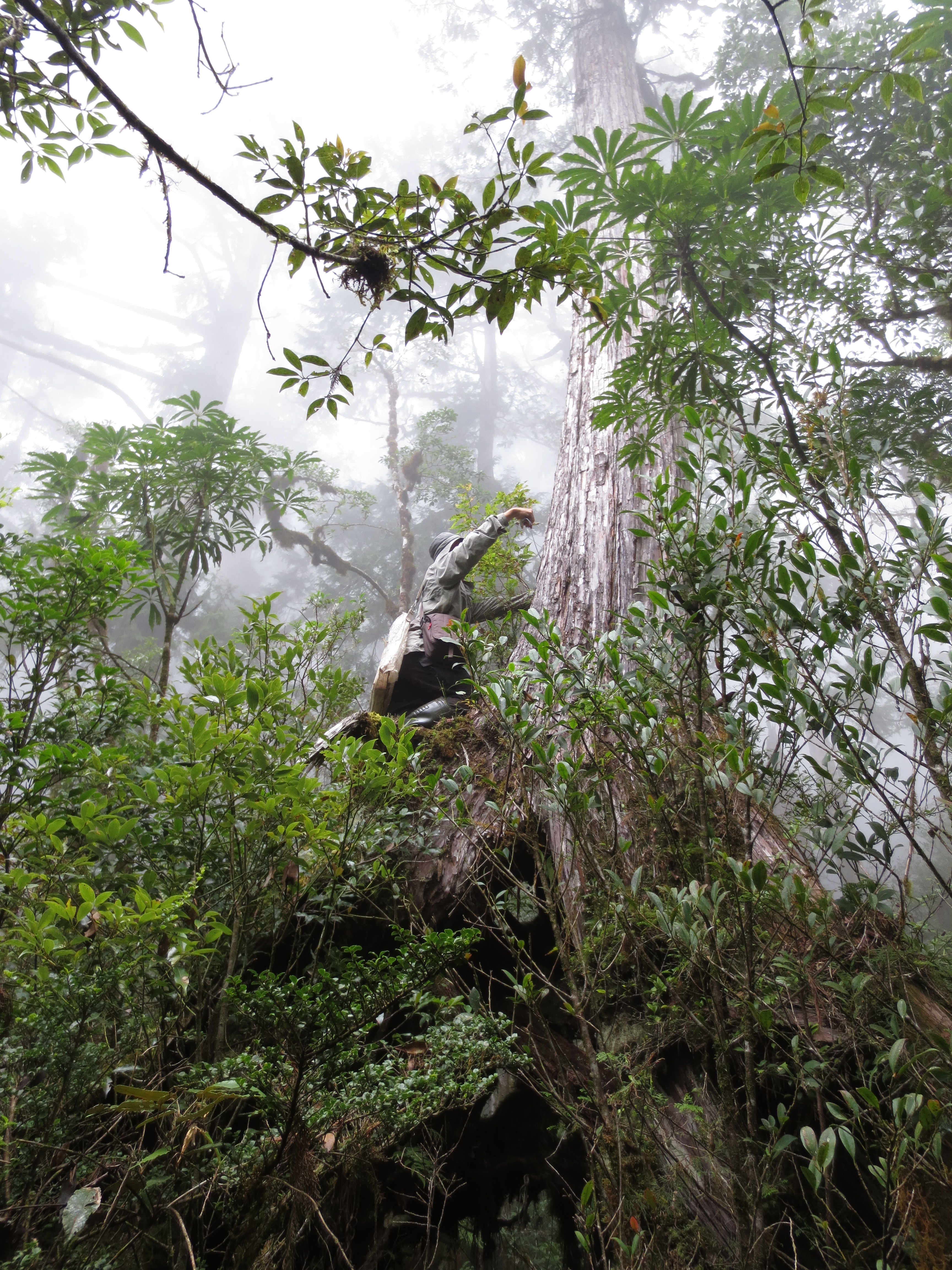 Counting the world's trees