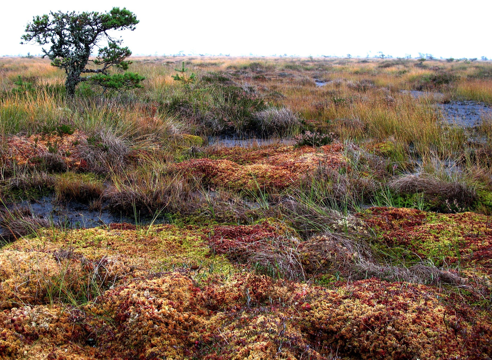Store Mosse Tiny amoebas could play a big role in climate