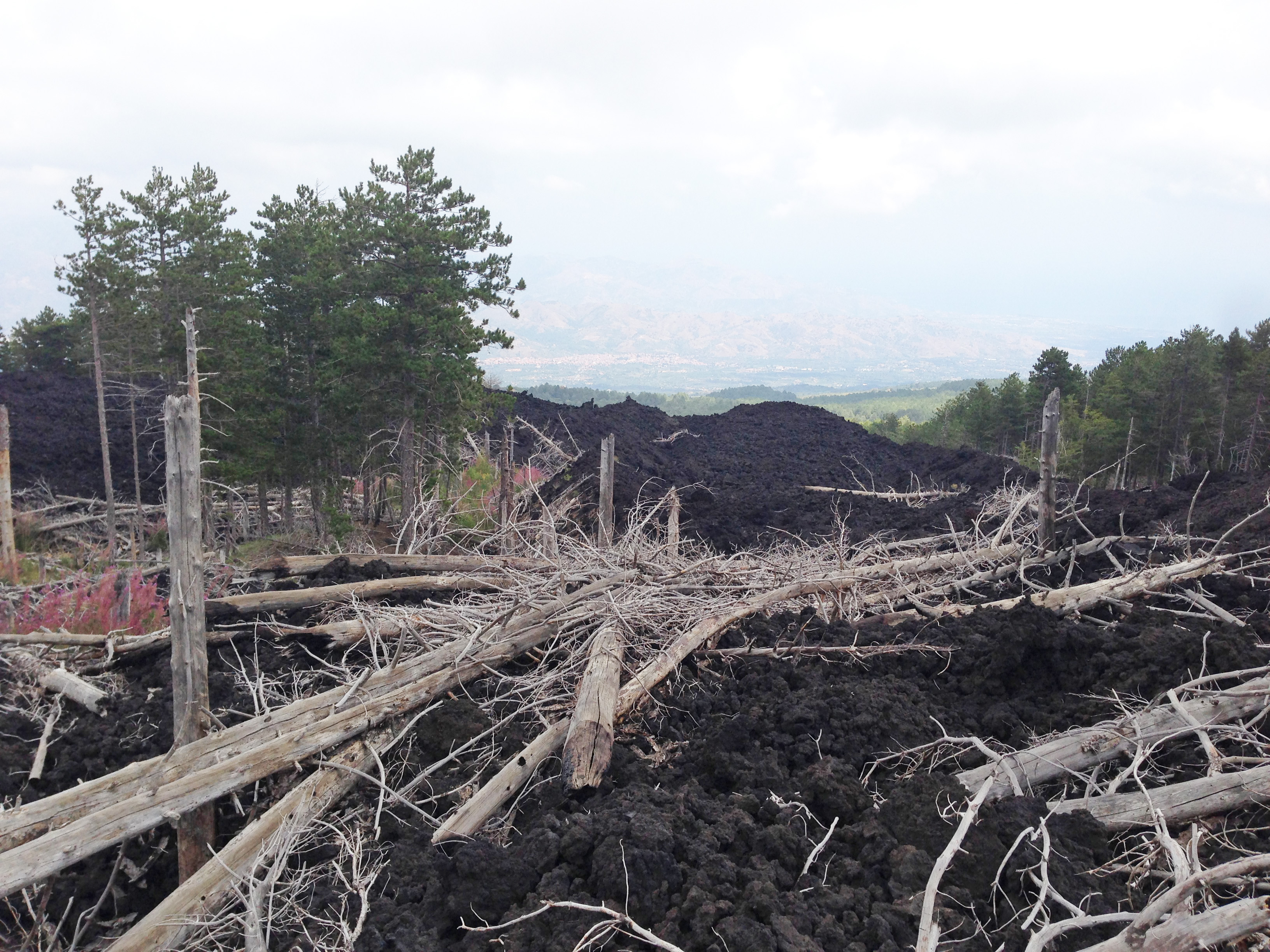 Can tree rings predict volcanic eruptions?