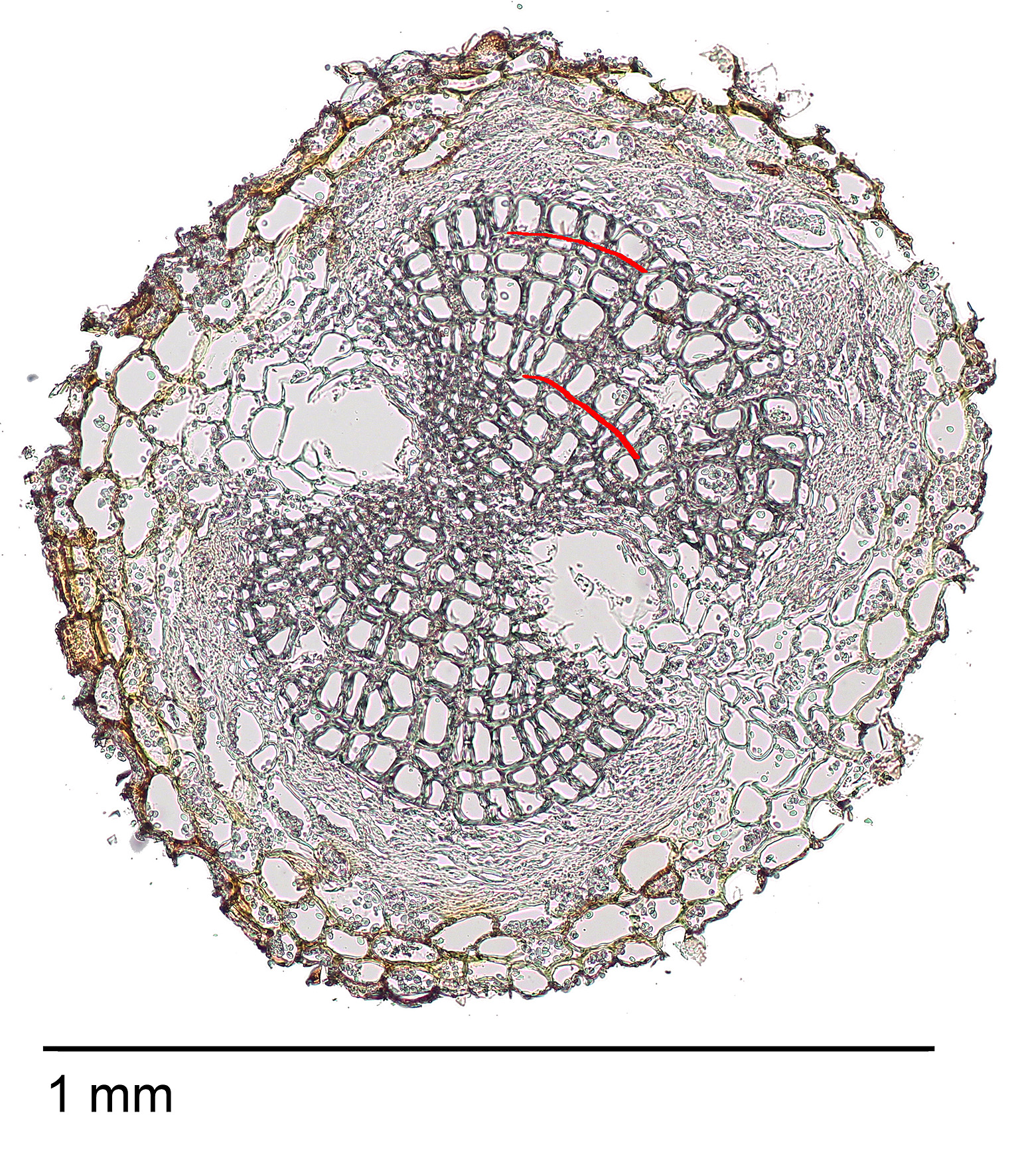 Finest Roots Researchers unravel the age of fine tree roots
