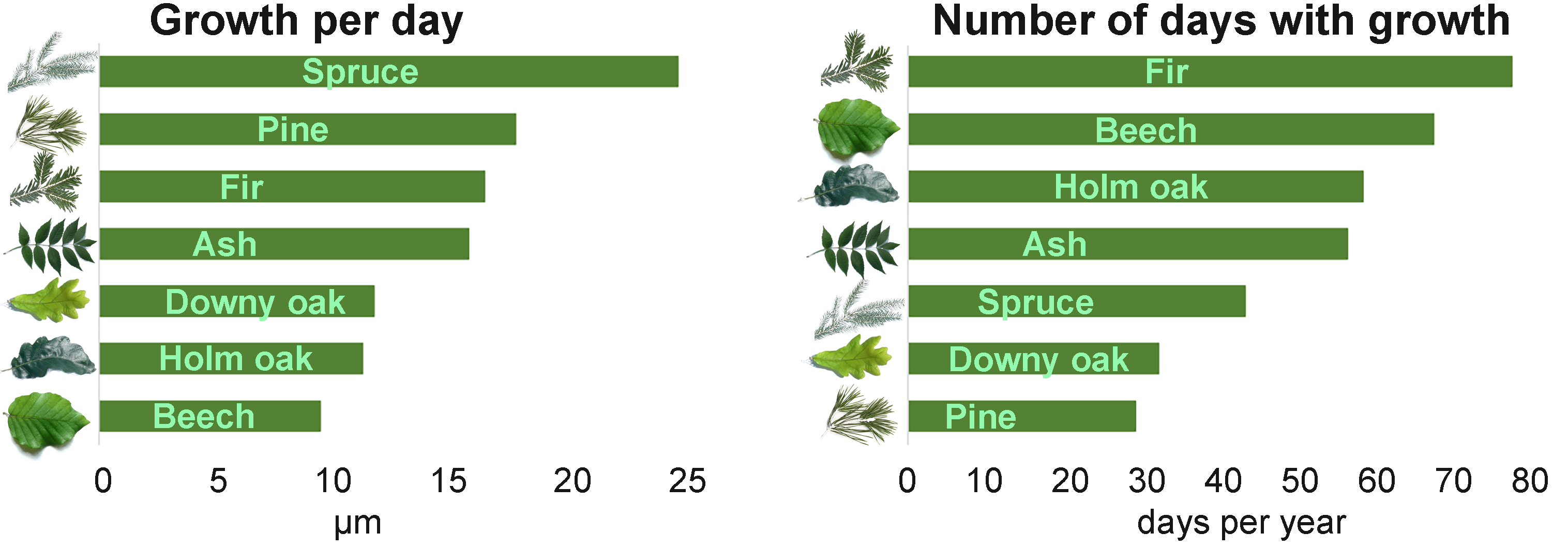Normal Tree Weight A few days determine the growth of temperate trees