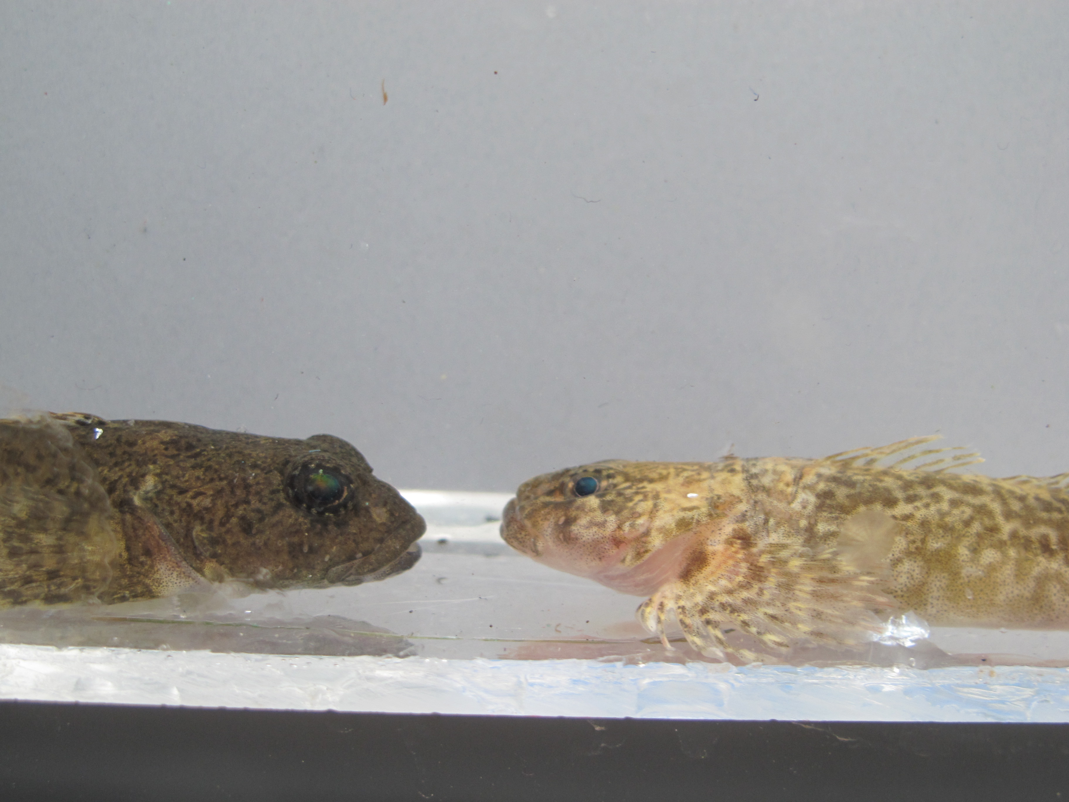 Alpine fish biodiversity is amazingly young