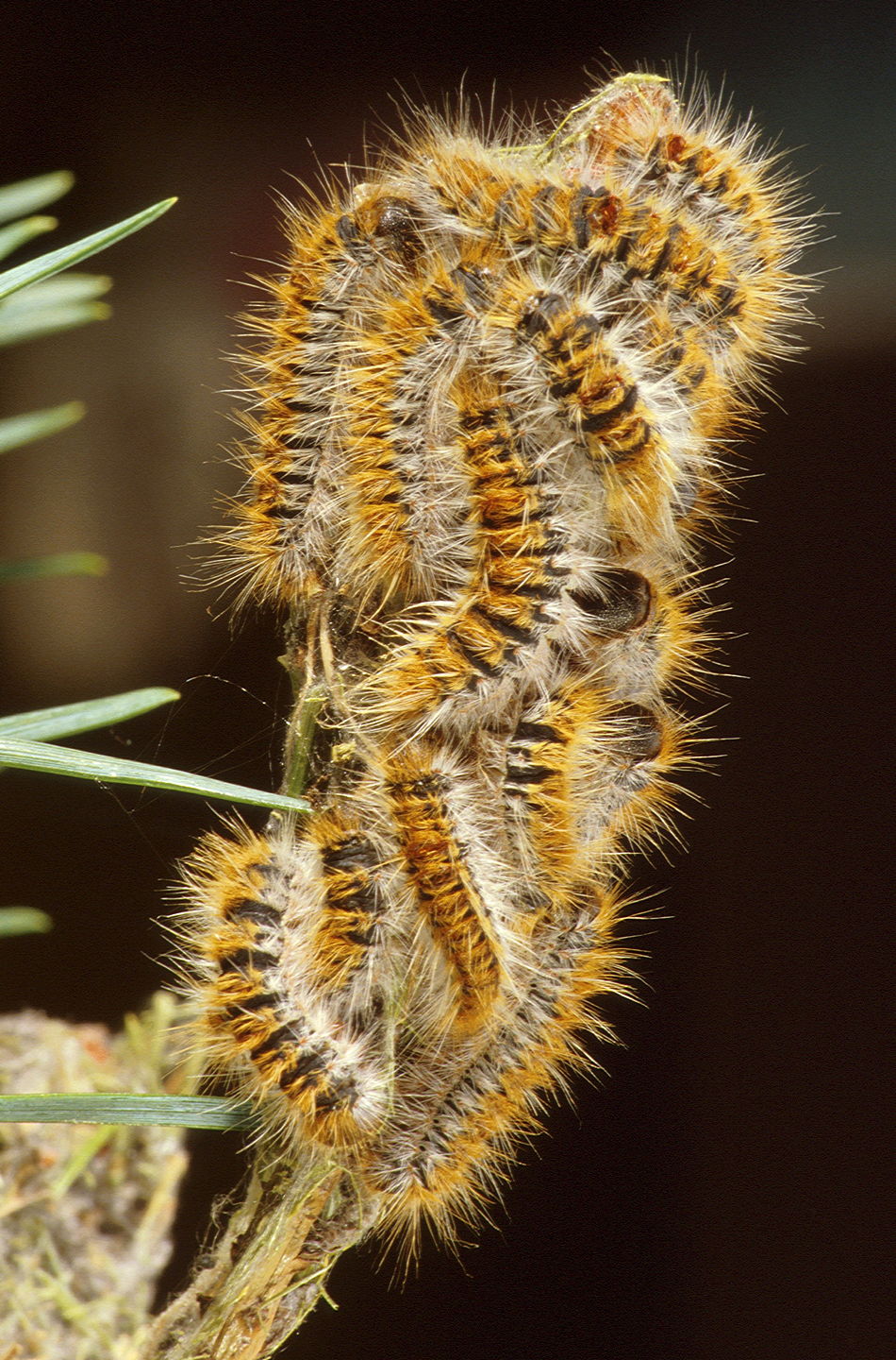 Ire Insect Climate change: insect pests benefit