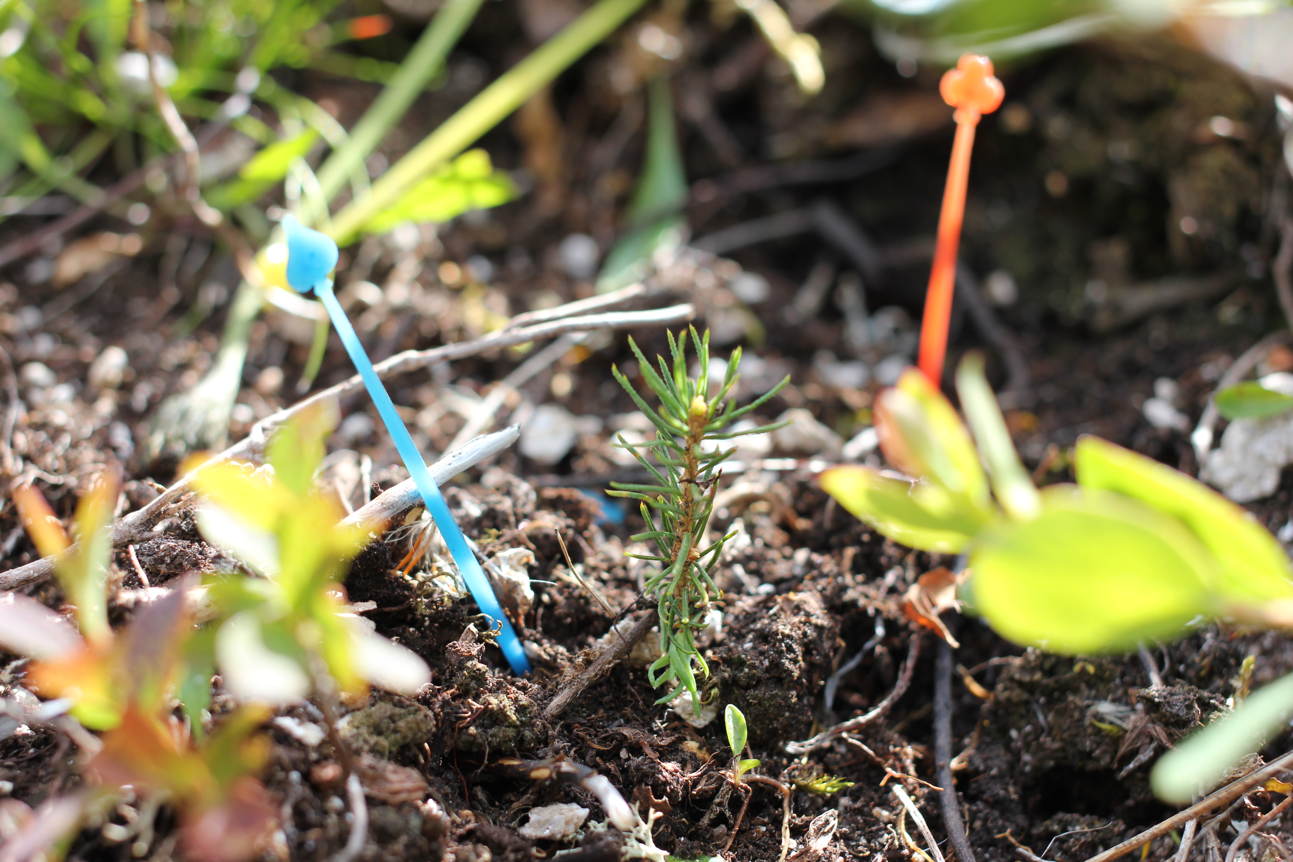 What influences the rising treeline?
