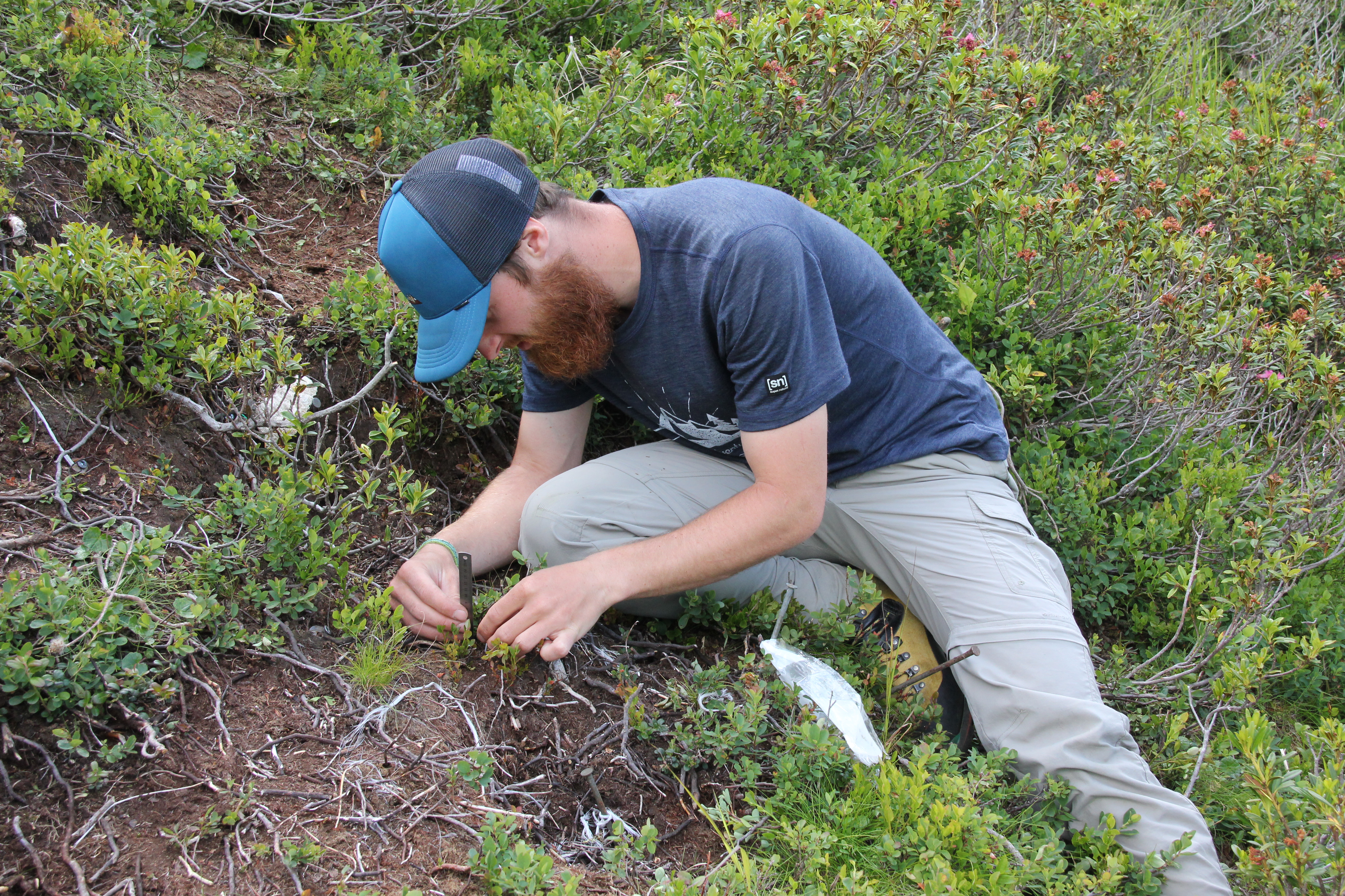 What influences the rising treeline?
