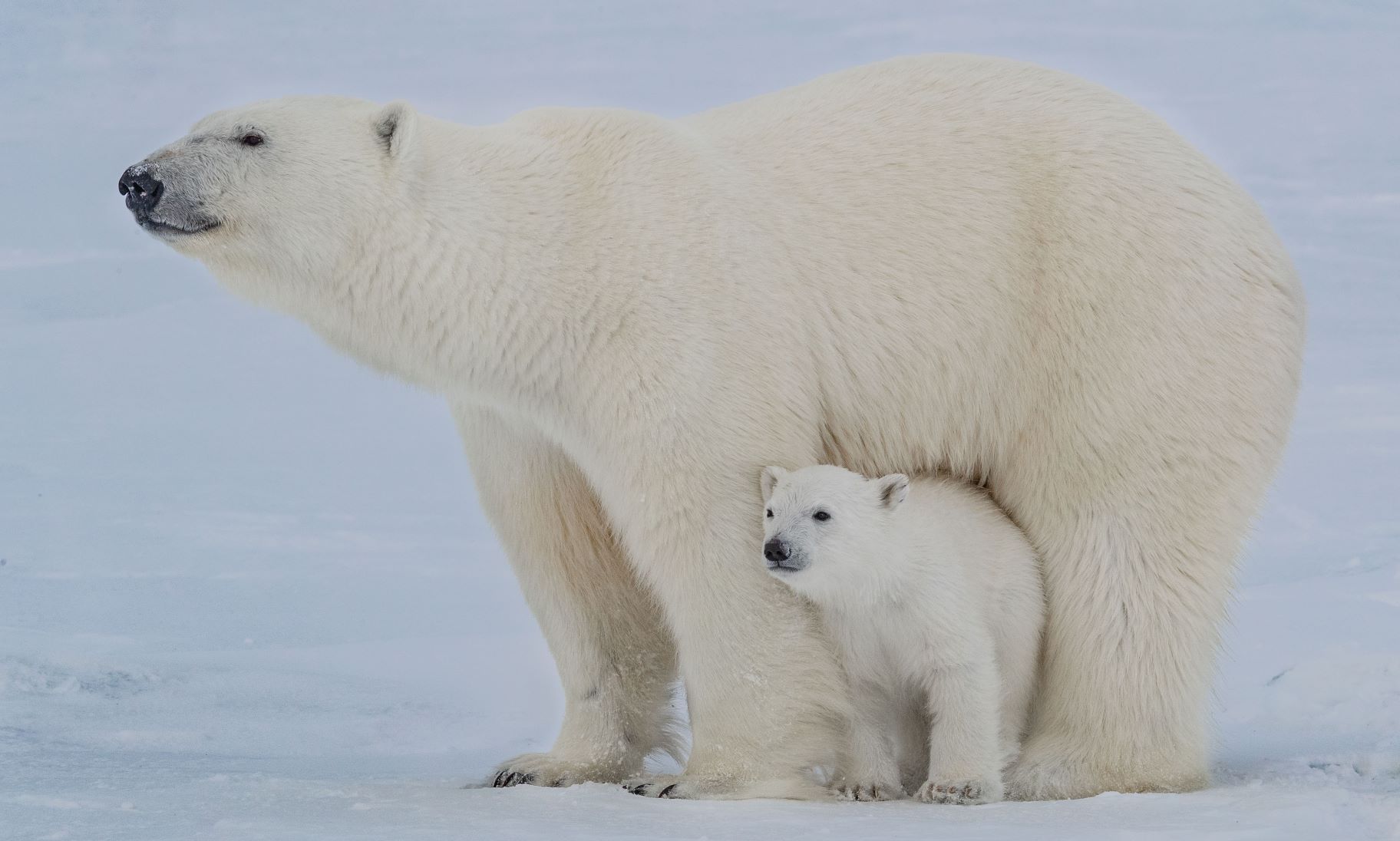 Белый медведь в Северной Америке. Полярный медведь. Самый большой Полярный медведь. Позеленевший белый медведь. Максимальная скорость белого медведя