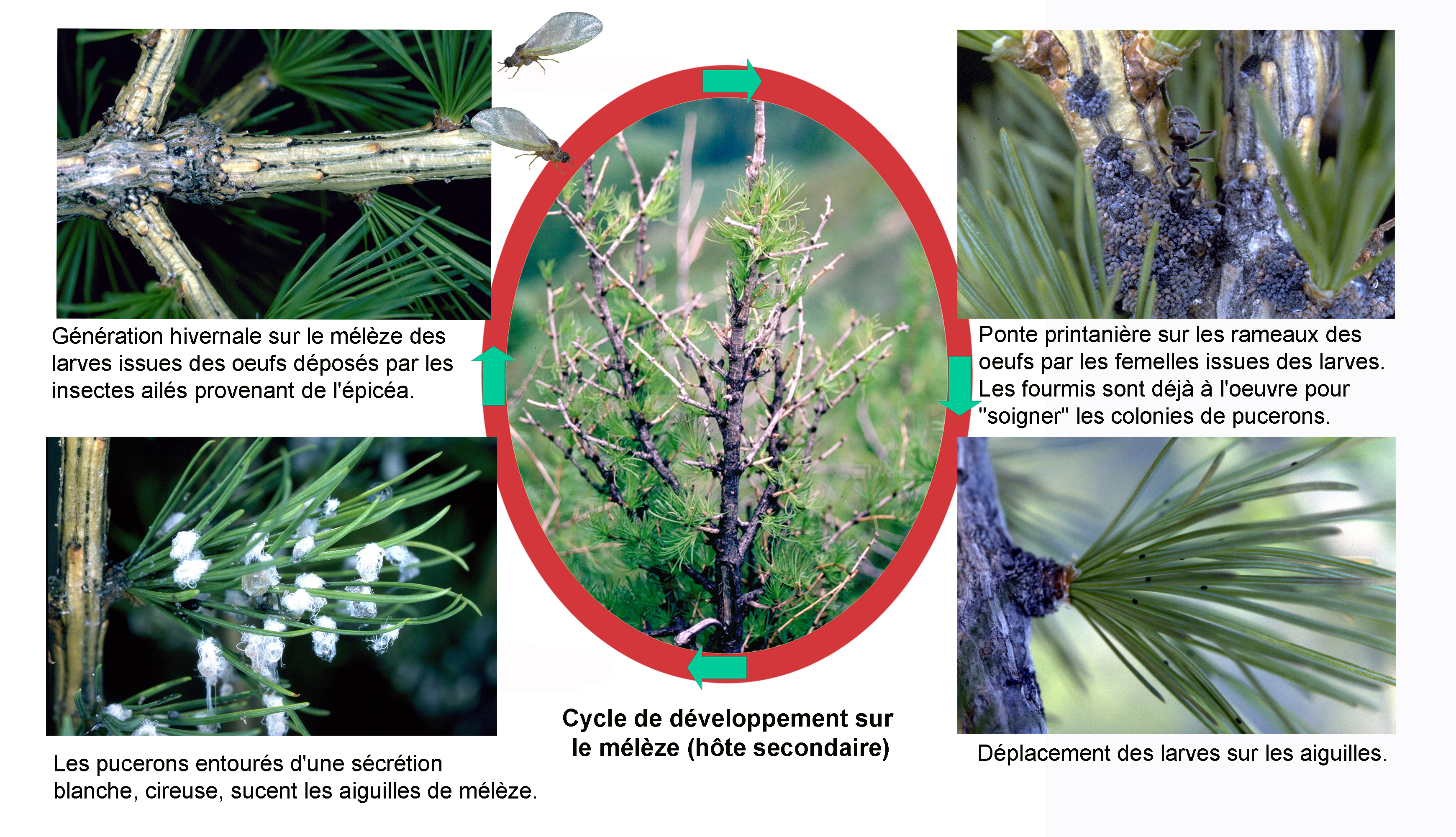 Entwicklungszyklus der Fichtengallenlaus auf Lärche mit Bildern von Larven, Eiern, Ameisenpflege und Larvenbewegung auf Nadeln