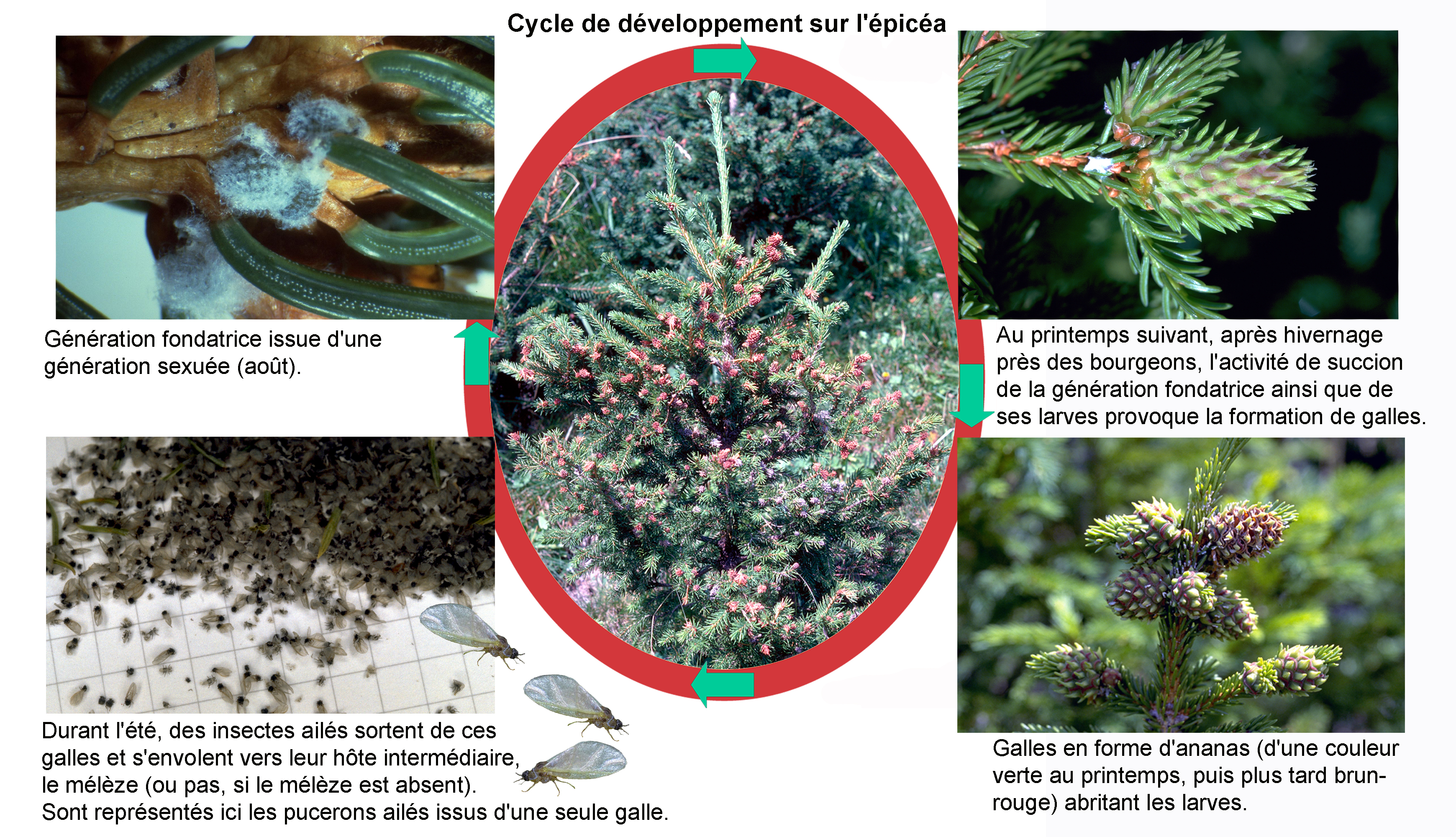 Entwicklungszyklus der Fichtengallenlaus auf einer Fichte mit Fotos von Larven, Gallenbildung und Ausbreitung der Insekten im Jahresverlauf.
