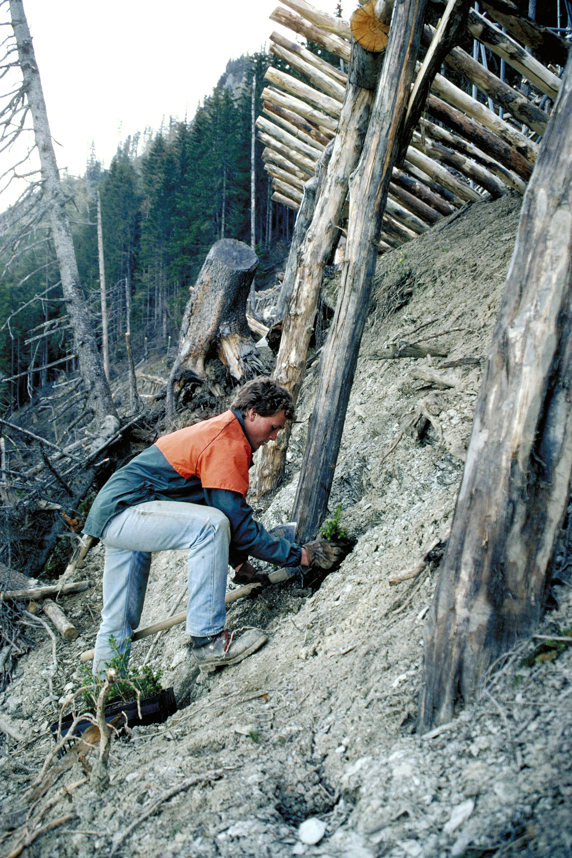 Eine Person in einem orange-schwarzen Jackett pflanzt einen Baum in einen steilen, erdigen Hang neben einer temporären Lawinenverbauung aus Holzstämmen.