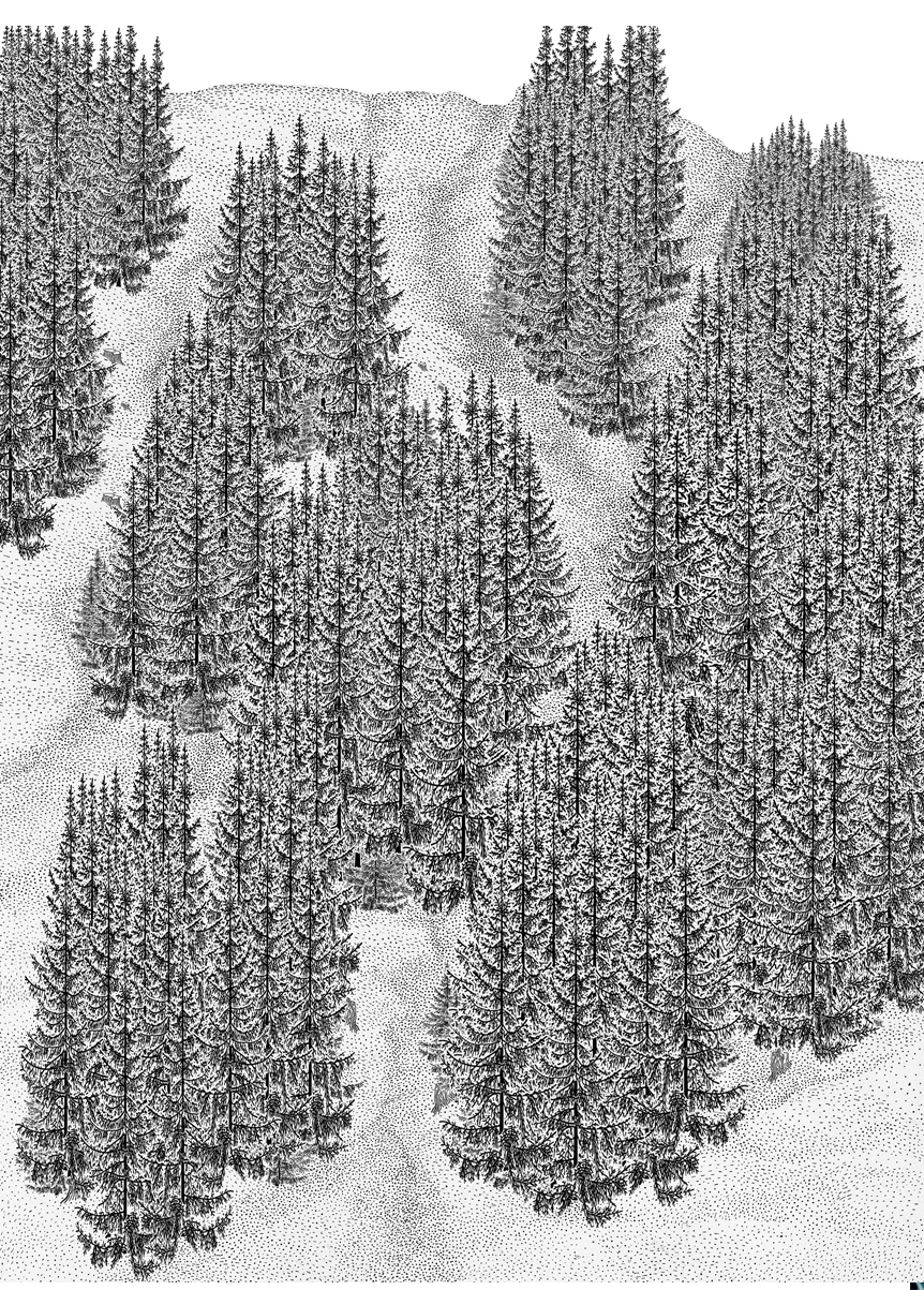 Schwarz-weiße Illustration einer bewaldeten Landschaft mit vielen, grossen Nadelbäumen, die in Gruppen angeordnet sind.