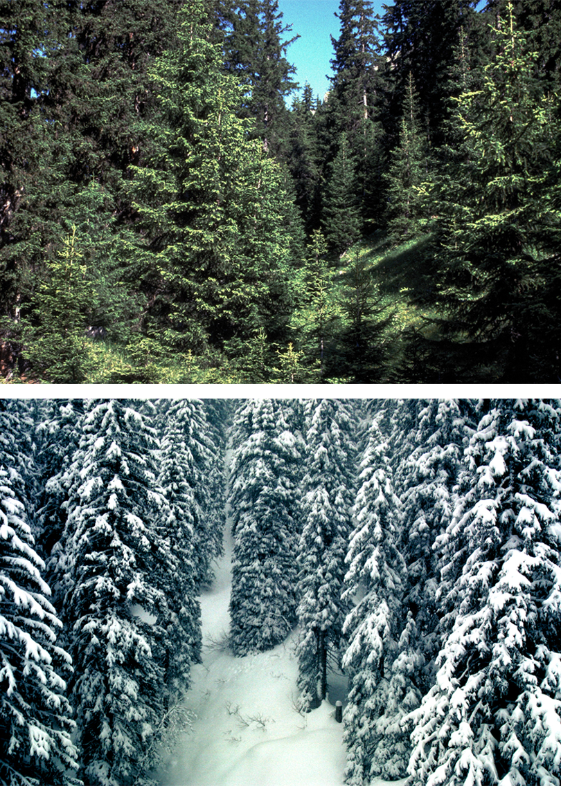 Oben: dichte, grüne Nadelbäume in einem sonnigen Wald. Unten: schneebedeckte Nadelbäume in einem Wald, mit einem schmalen, verschneiten Pfad zwischen den Bäumen.