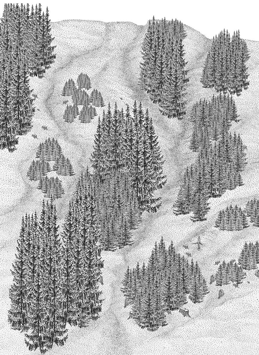 Schwarz-weiße Illustration einer bewaldeten Landschaft mit vielen Nadelbäumen, die in Gruppen angeordnet sind.
