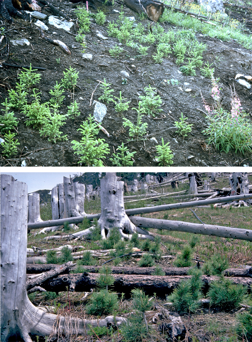 Zwei Fotos zeigen junge Fichtenpflanzen auf kargem Boden mit abgestorbenen Baumstämmen im Hintergrund.