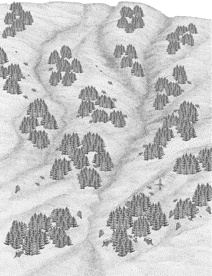 Schwarz-weiße Illustration einer bewaldeten Landschaft mit vielen Gruppen von Nadelbäumen