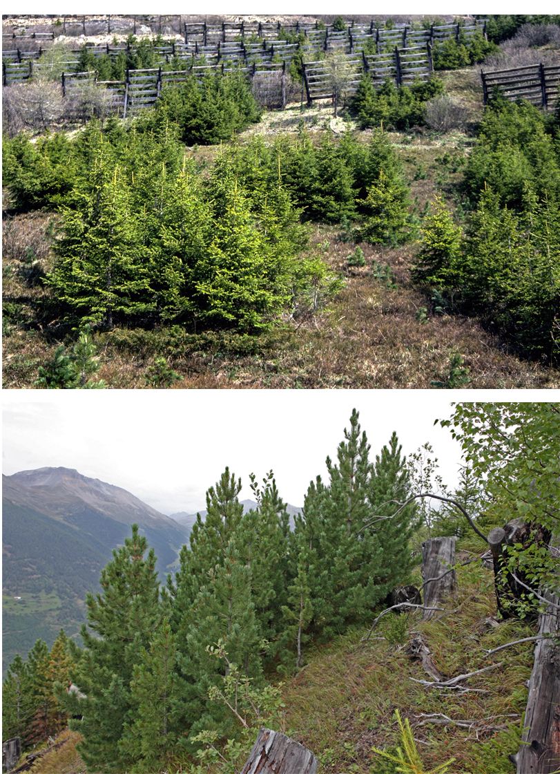 Oben: Junge Fichten auf einem Hang mit Schneeschutzgittern im Hintergrund. Unten: Kiefern auf einem bewaldeten Berghang mit Blick auf Berge im Nebel.