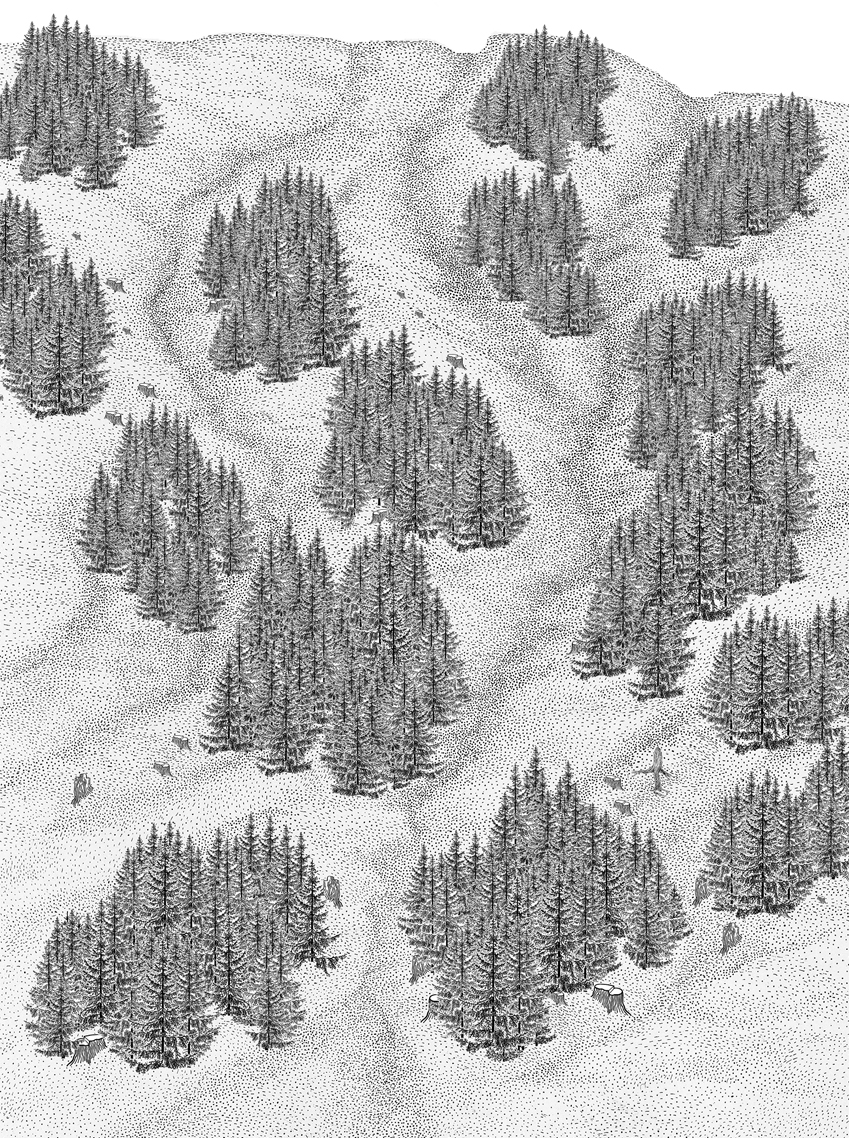 Schwarz-weiße Illustration einer bewaldeten Landschaft mit kleinen Gruppen von Nadelbäumen.