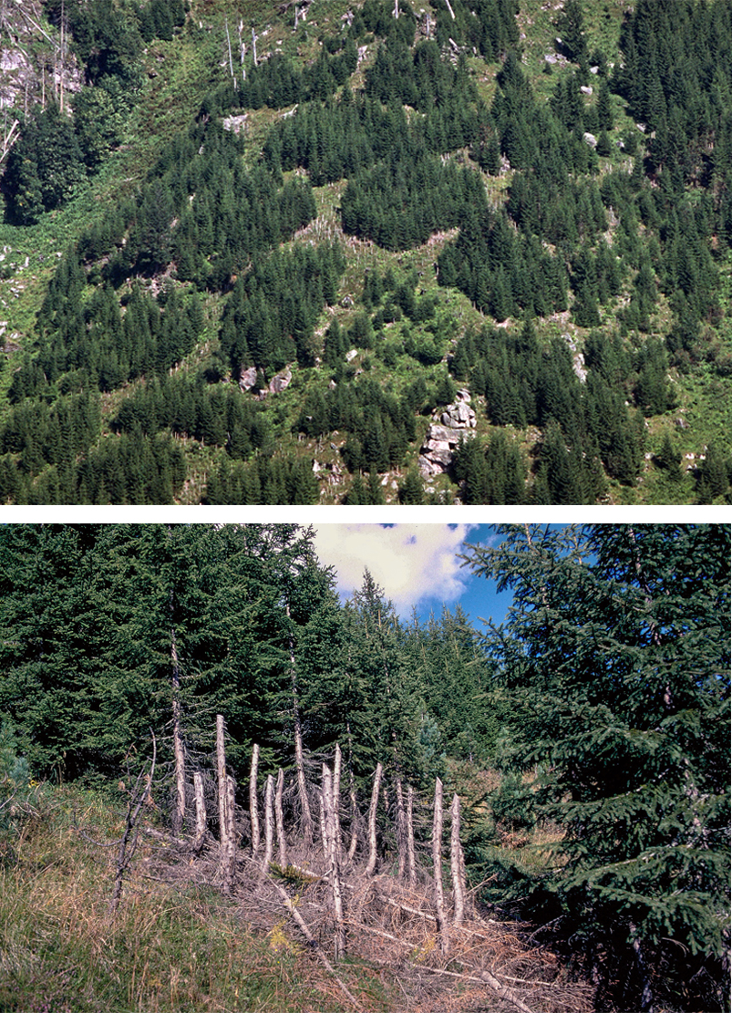 Oben: dichte Nadelbaumwälder auf einem Hang, unten: kahle Baumstümpfe in einem Nadelwald, einige Stümpfe sind aufrecht und unregelmäßig.