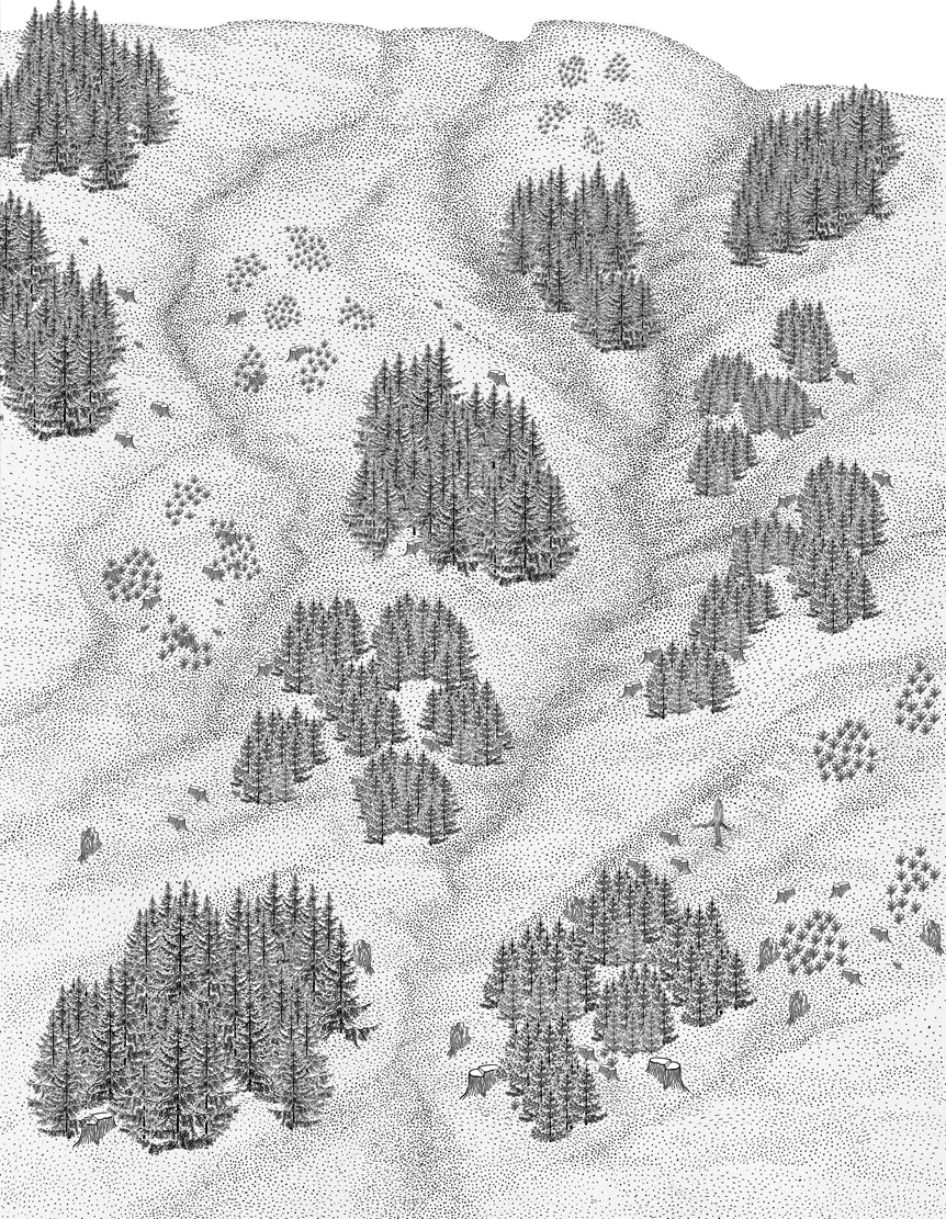 Schwarz-weiße Illustration einer bewaldeten Landschaft mit kleinen Gruppen von Nadelbäumen.