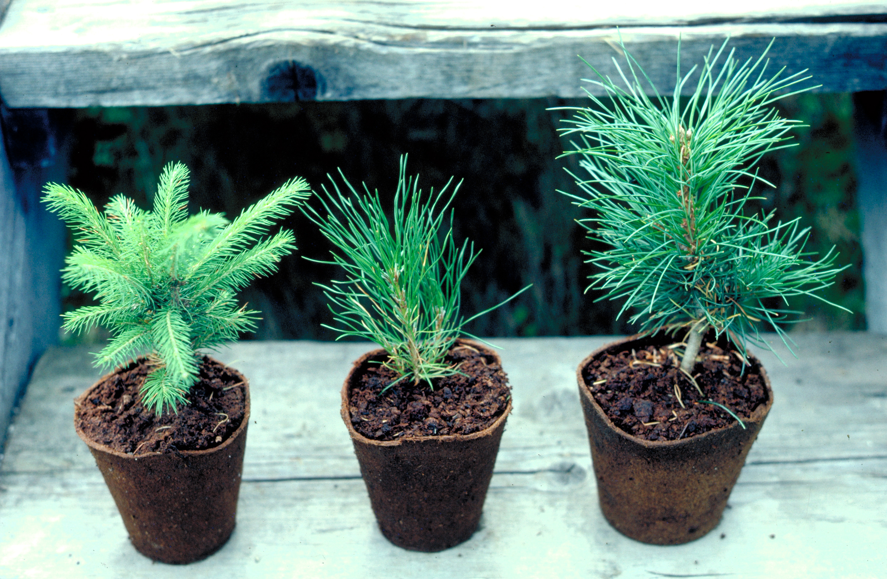 Durchwurzelbare Torftöpfe