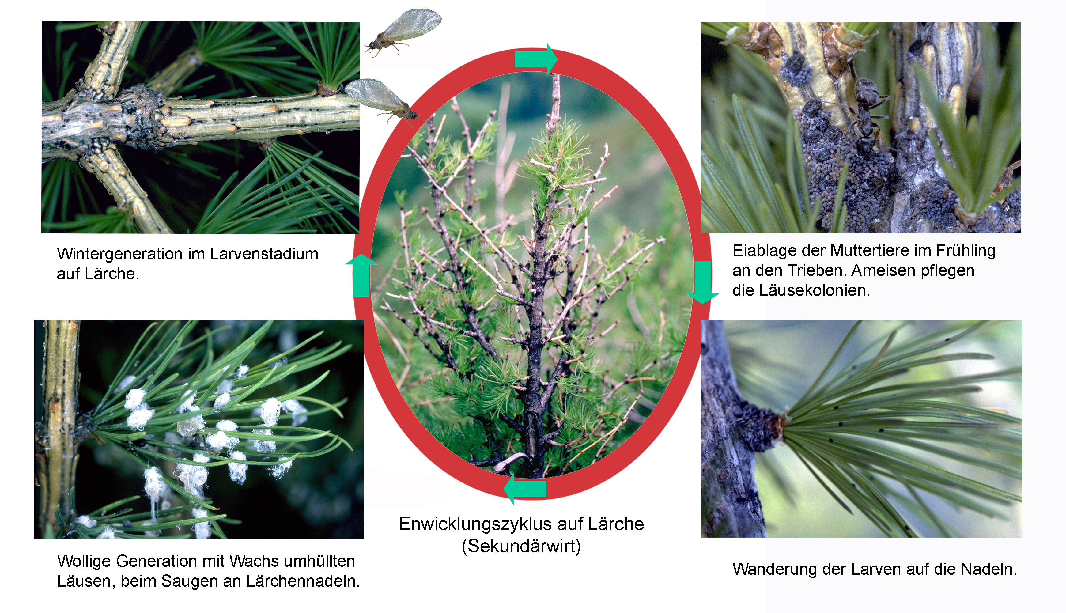Entwicklungszyklus der Läuse auf Lärchenzweigen mit Larvenstadium, Eiablage, wolliger Generation und Larvenwanderung auf Nadeln.