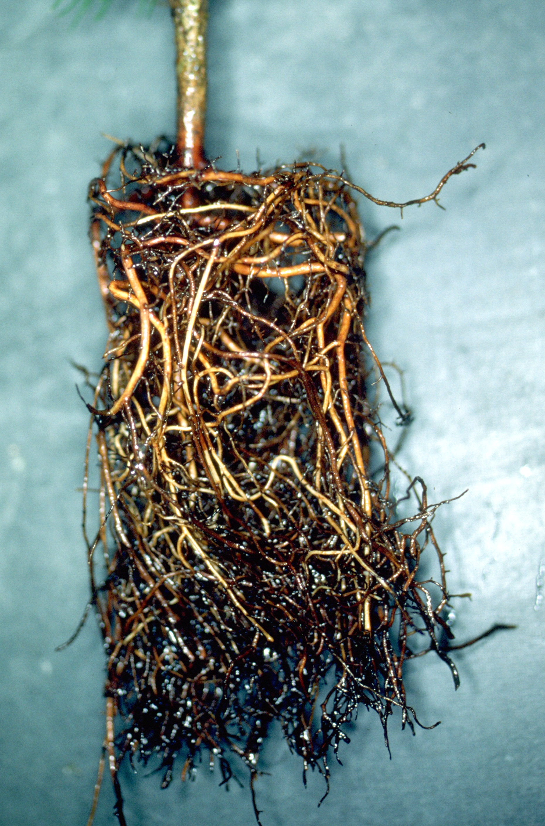 Diese Fichtenwurzel war 2 Jahre in einem Container eingepfercht (Drehwuchs).