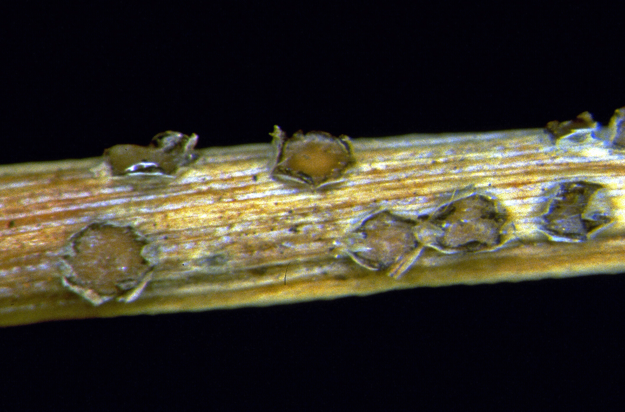 Nahaufnahme einer braunen Tannennadel mit kleinen, runden, schuppenartigen Strukturen auf der Oberfläche vor schwarzem Hintergrund.