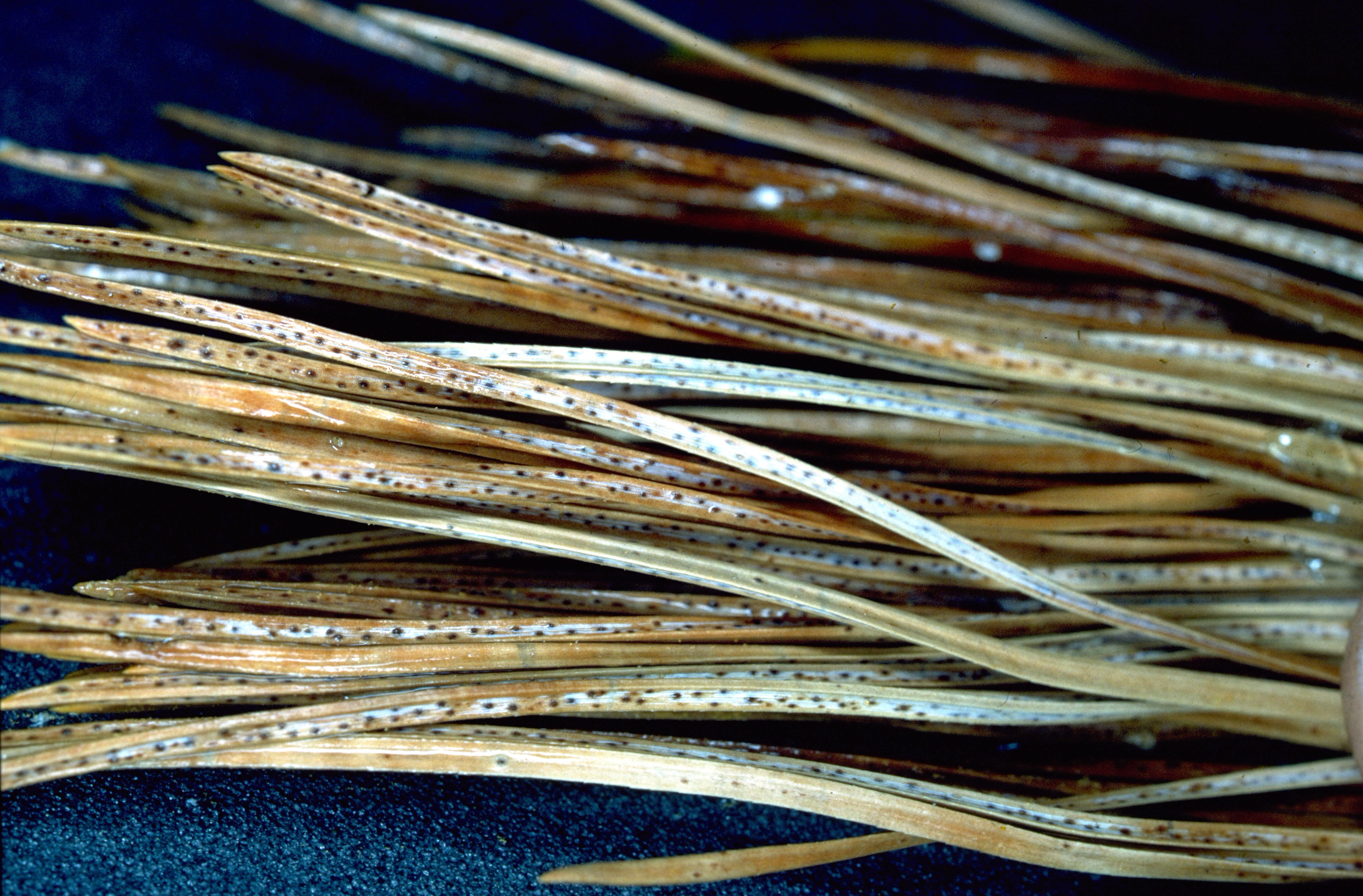 Getrocknete, braune Nadeln mit schwarzen Punkten auf dunklem Untergrund.