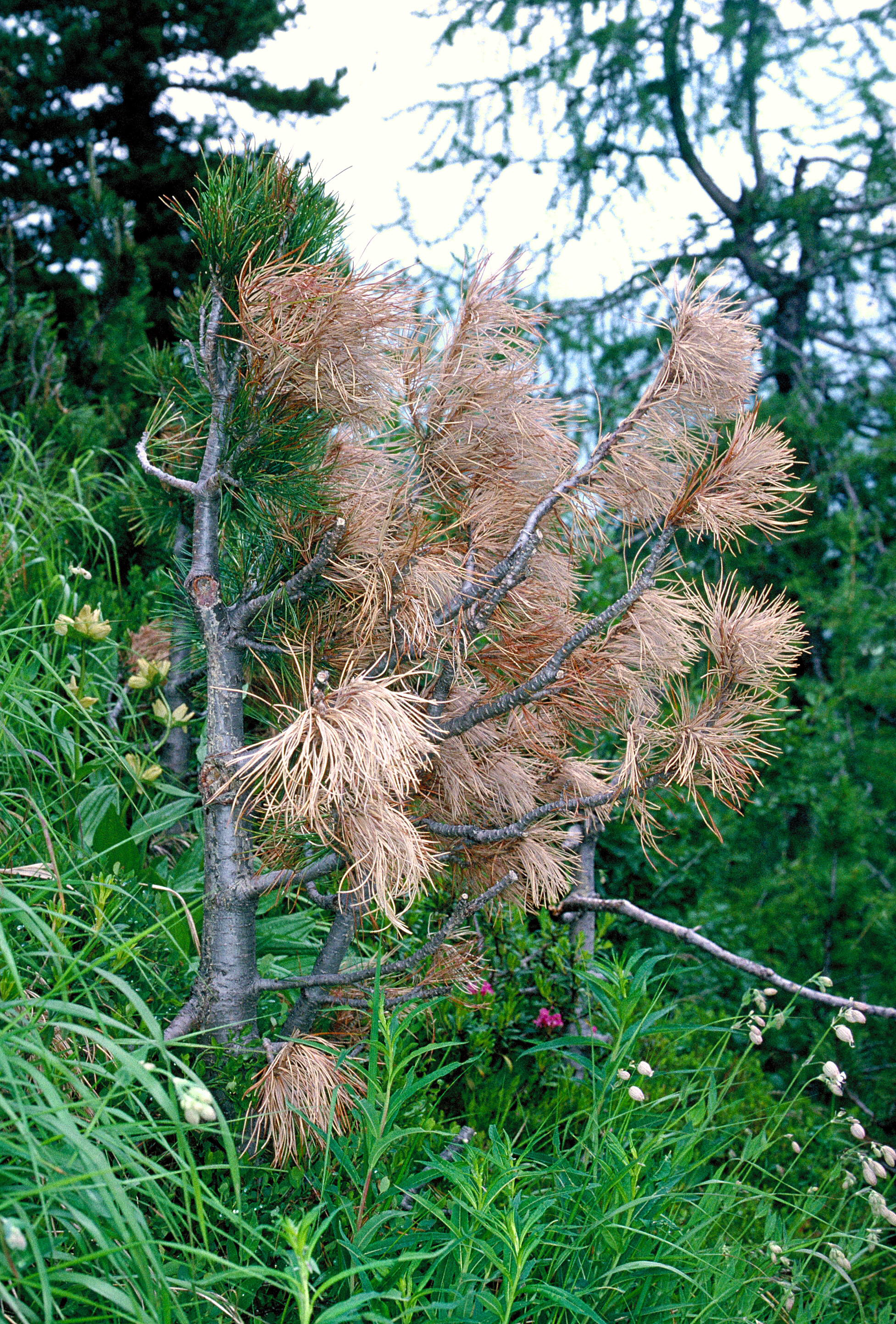Kiefer mit braunen, vertrockneten Nadeln zwischen grünen Pflanzen und Bäumen im Hintergrund.