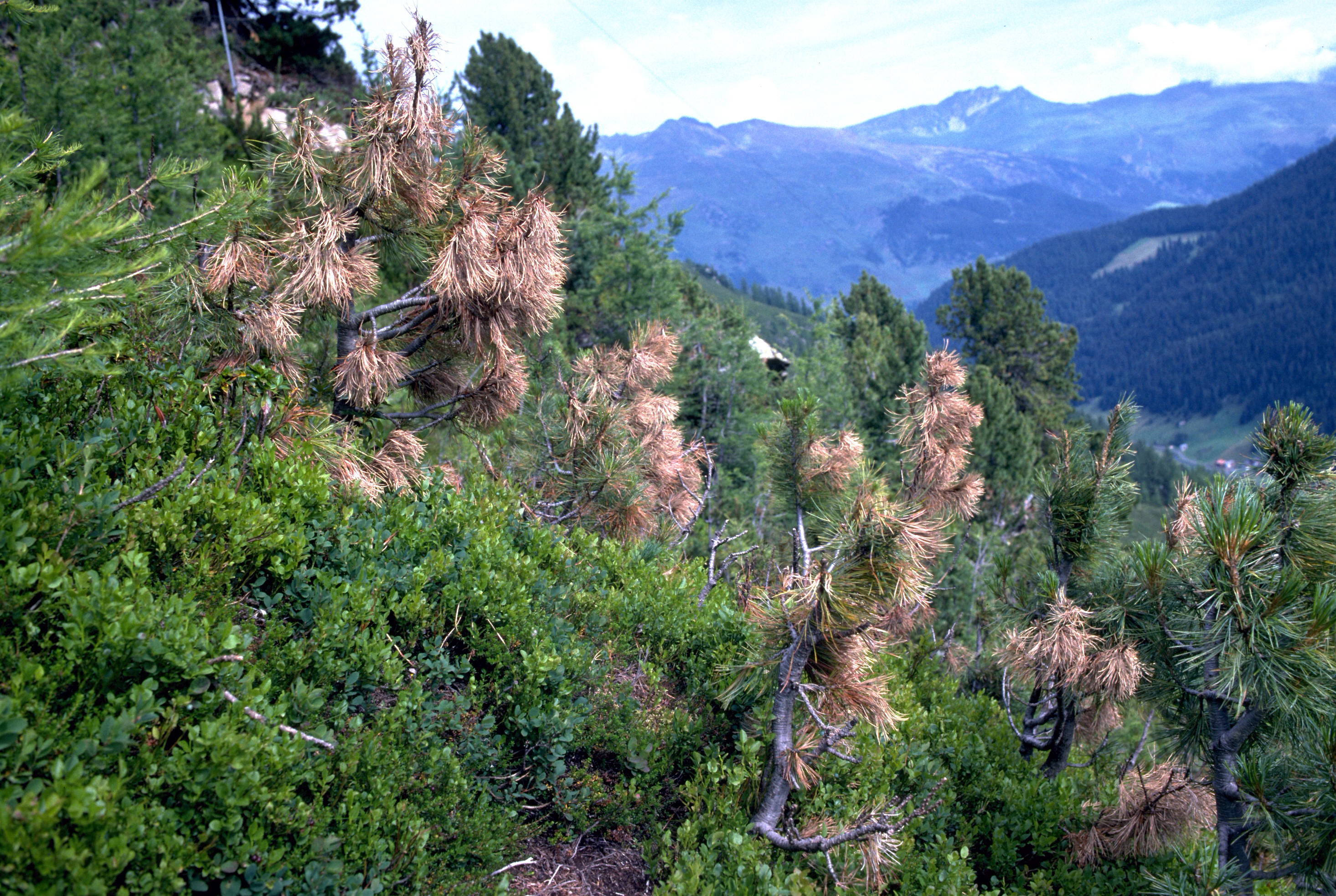 Berglandschaft mit grünen und braunen Nadelbäumen vor bewaldeten Bergen und blauem Himmel.
