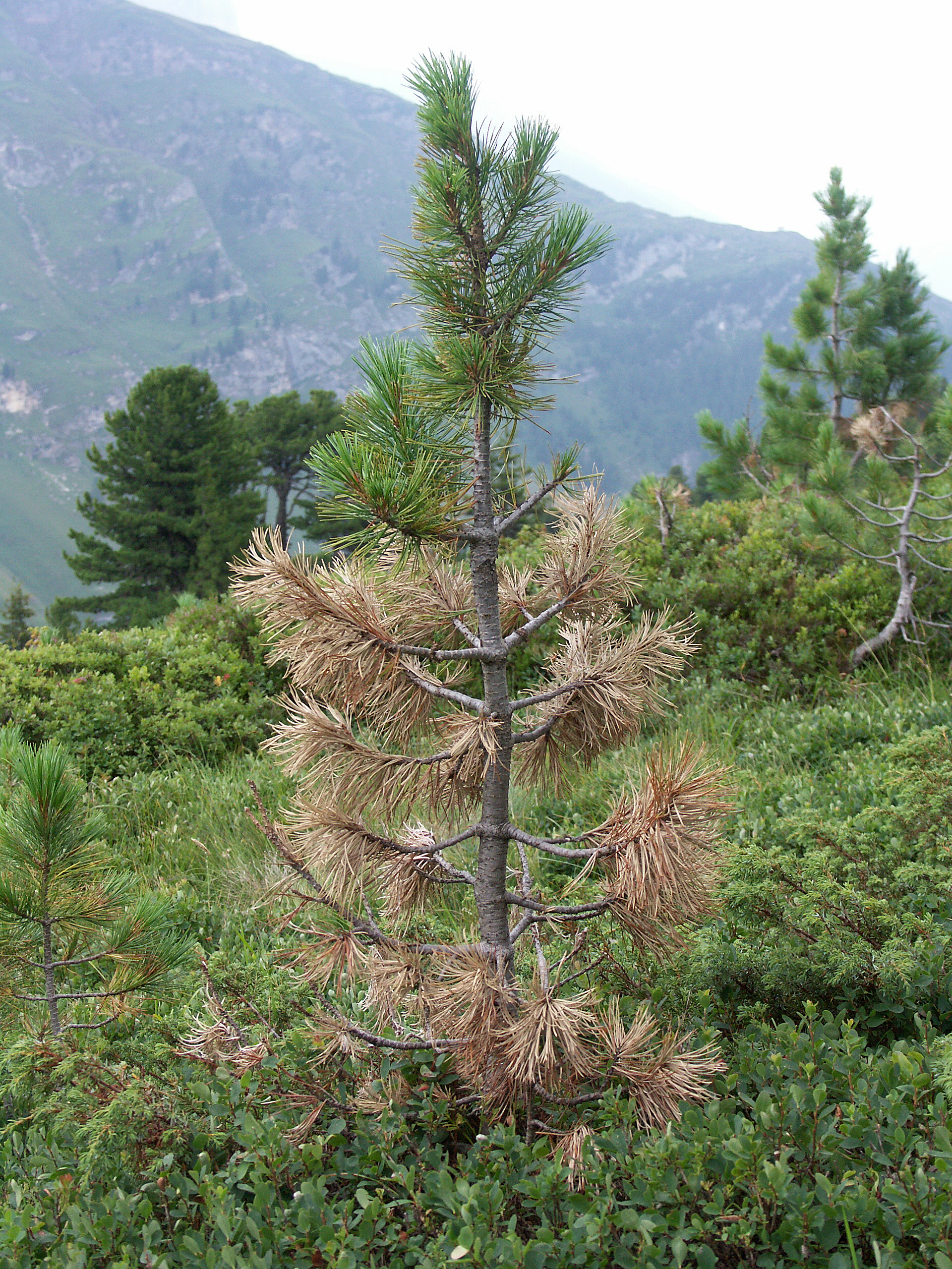 Junger Nadelbaum mit grünen und braunen Nadeln in alpiner Landschaft mit Bergen im Hintergrund.