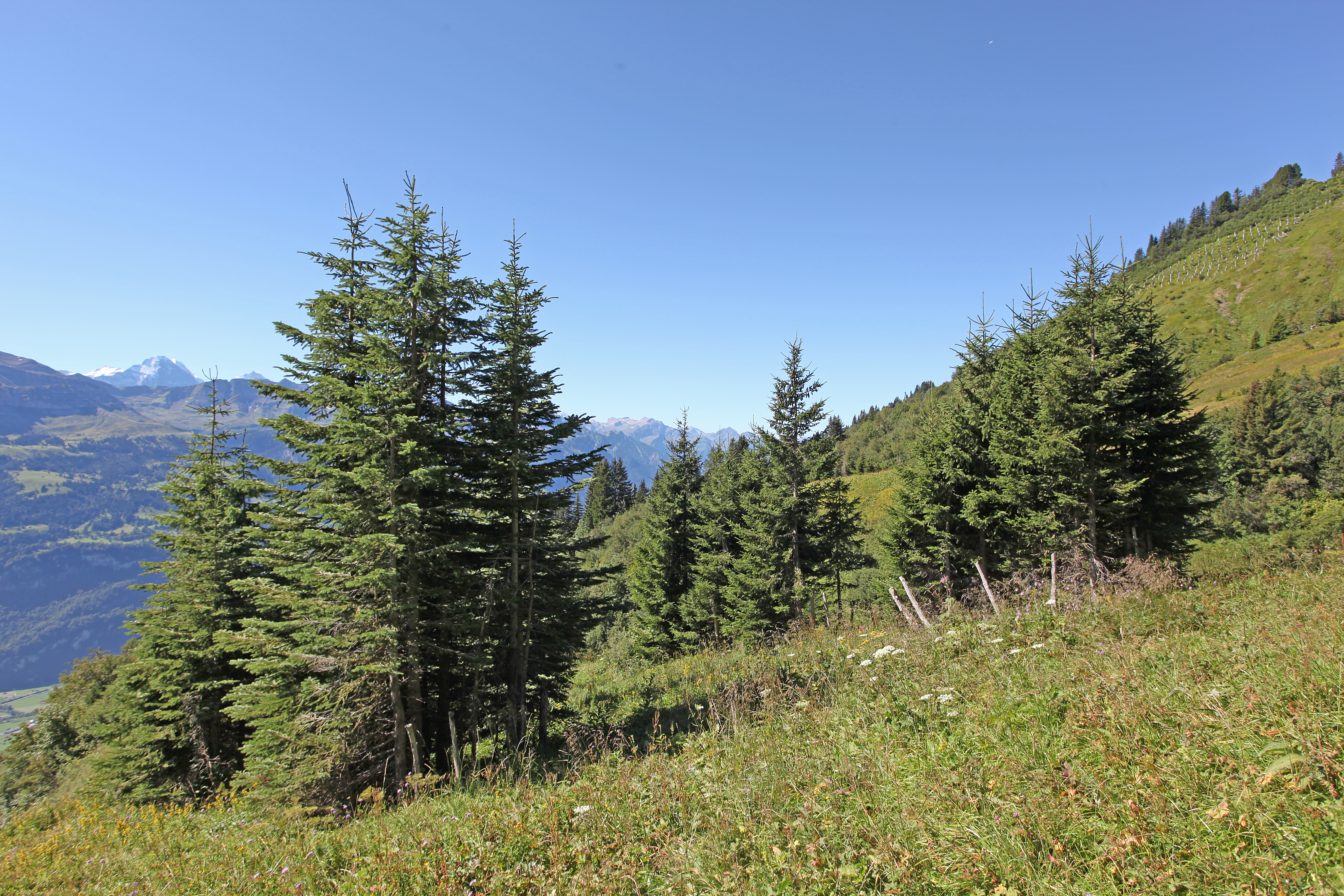 Rottenaufforstung Brienz (1985): Kollektivdurchmesser 5 Meter, Engelmann-Fichte mit einem Pflanzabstand von 0.8 Meter