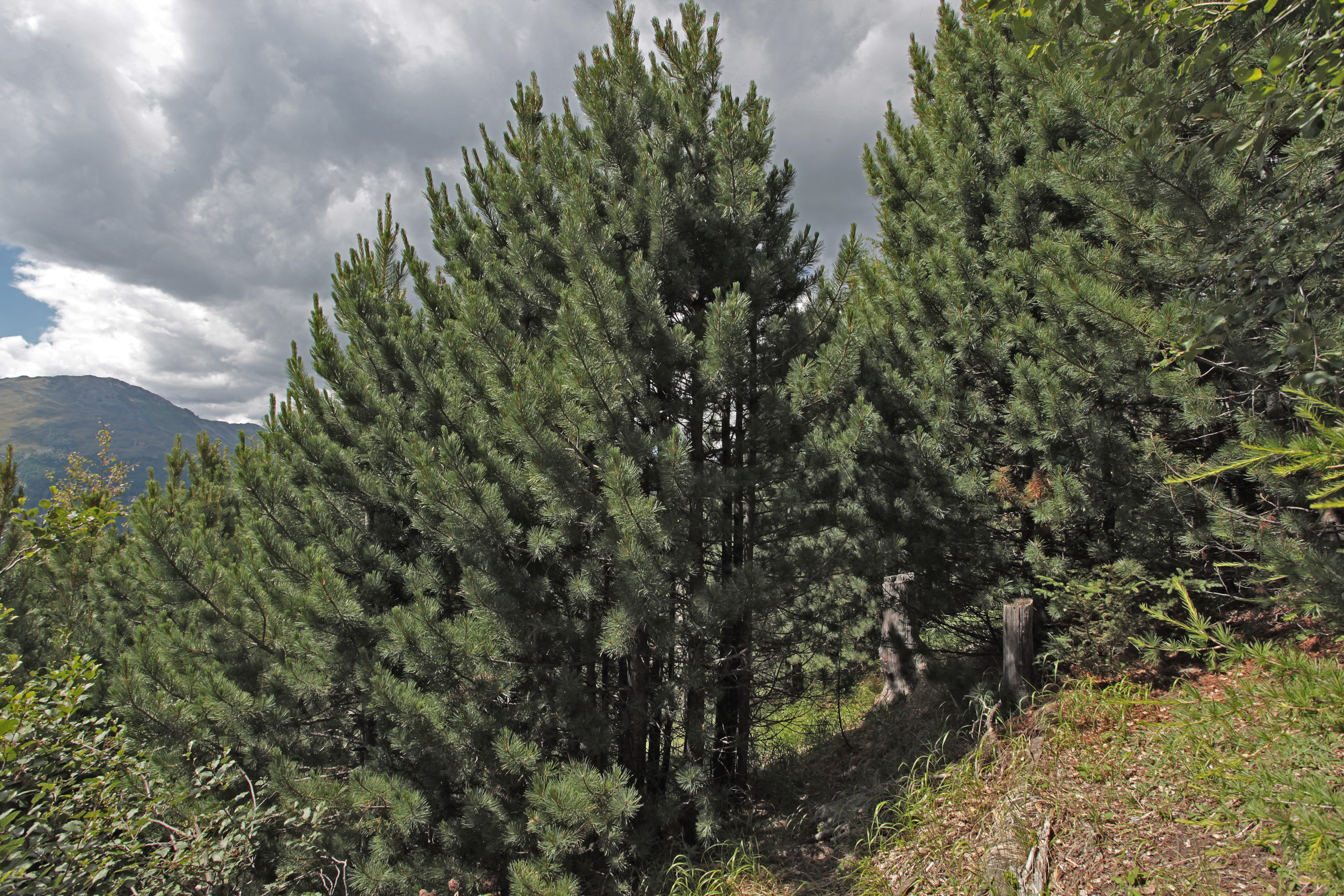 Rottenaufforstung Müstair (1984-1985): Kollektivdurchmesser 3-4 Meter, Arven und Bergföhren mit einem Pflanzabstand von 0.8 Meter