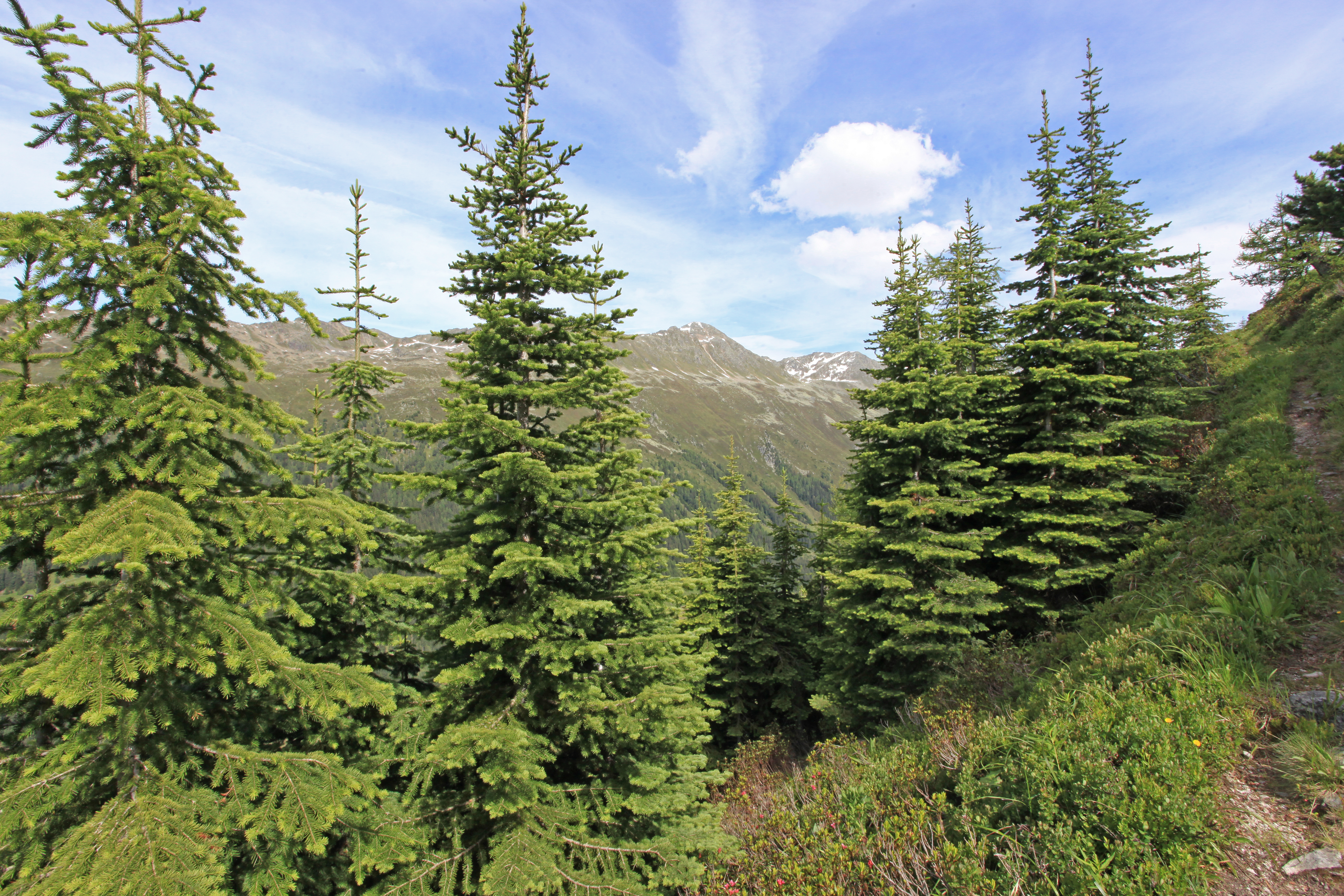 Rottenaufforstung Stillberg/Davos (1985): Kollektivdurchmesser 5 Meter, Felsengebirgs-Tanne und Engelmann-Fichte mit einem Pflanzabstand 0.8 Meter