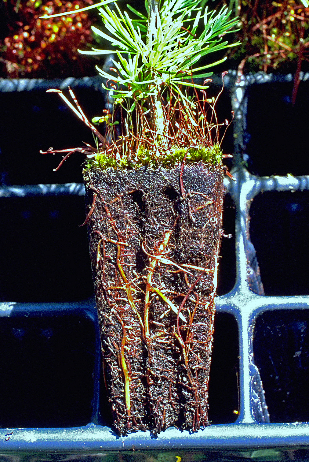 Lärche 6 Monate im Container ohne sichtbare Deformation.