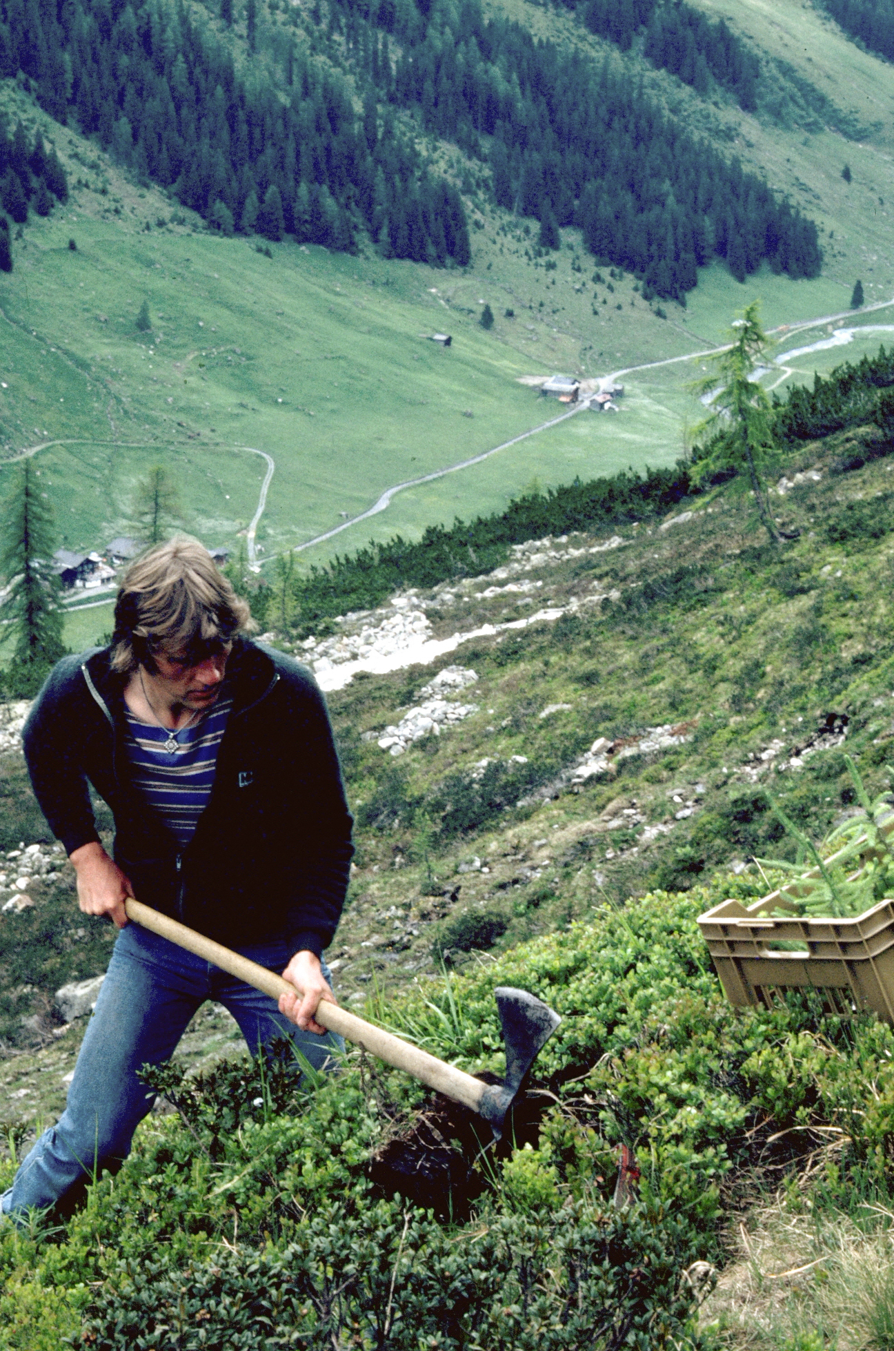Person mit blau-weiß gestreiftem Hemd und dunkler Jacke benutzt eine Wiedehopfhaue zum Lochpflanzen an einem steilen Hang mit grüner Vegetation und Kiefern.