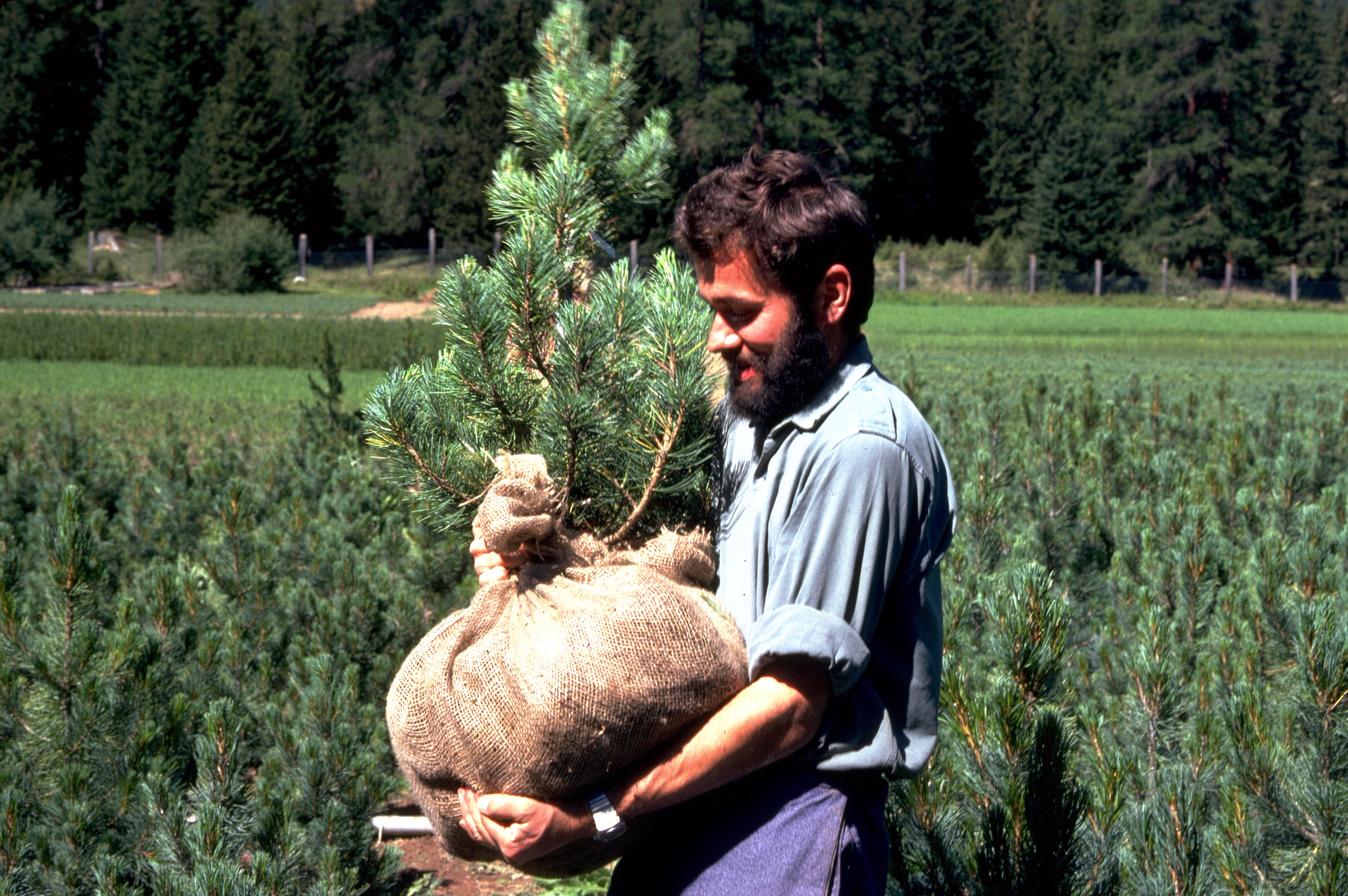 Bereitstellen der grossen Arven im Pflanzgarten (Noldi Streule)