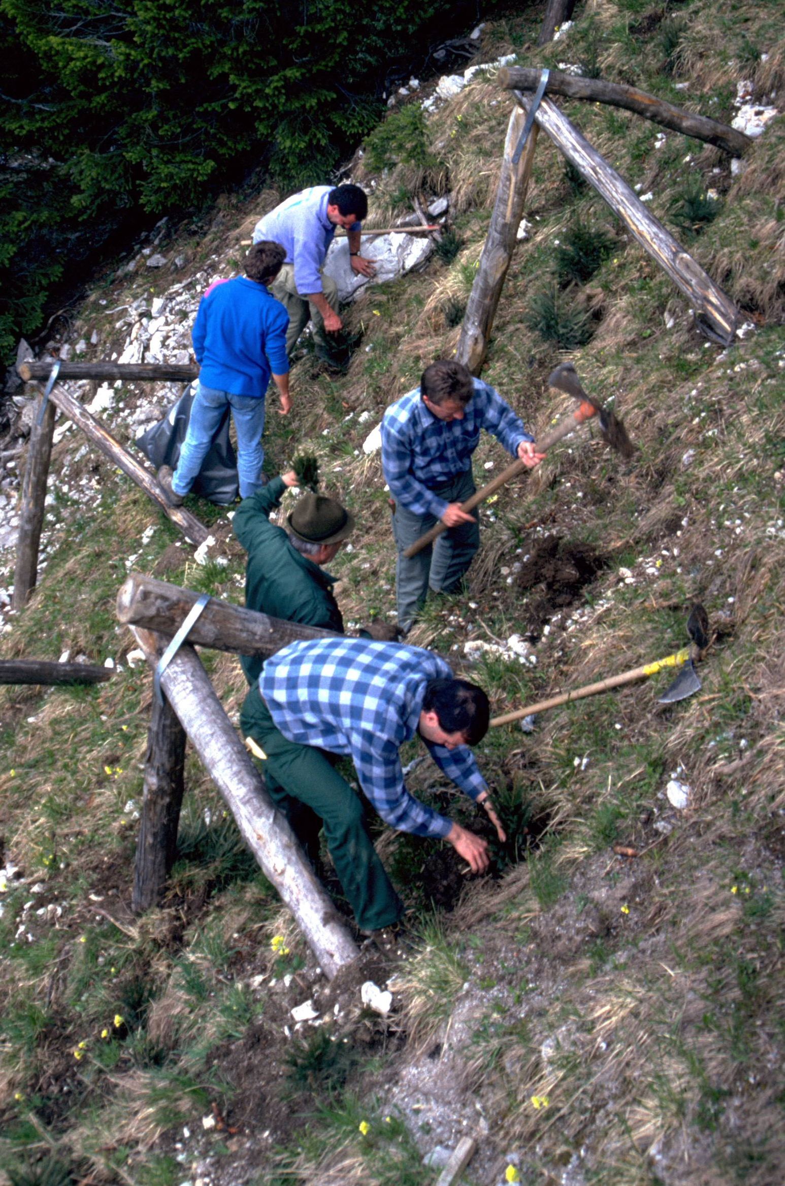 Mehrere Personen pflanzen Fichten auf einem steilen Hang, geschützt durch hölzerne Dreibeinböcke, mit Schaufeln und Hacken im Einsatz.