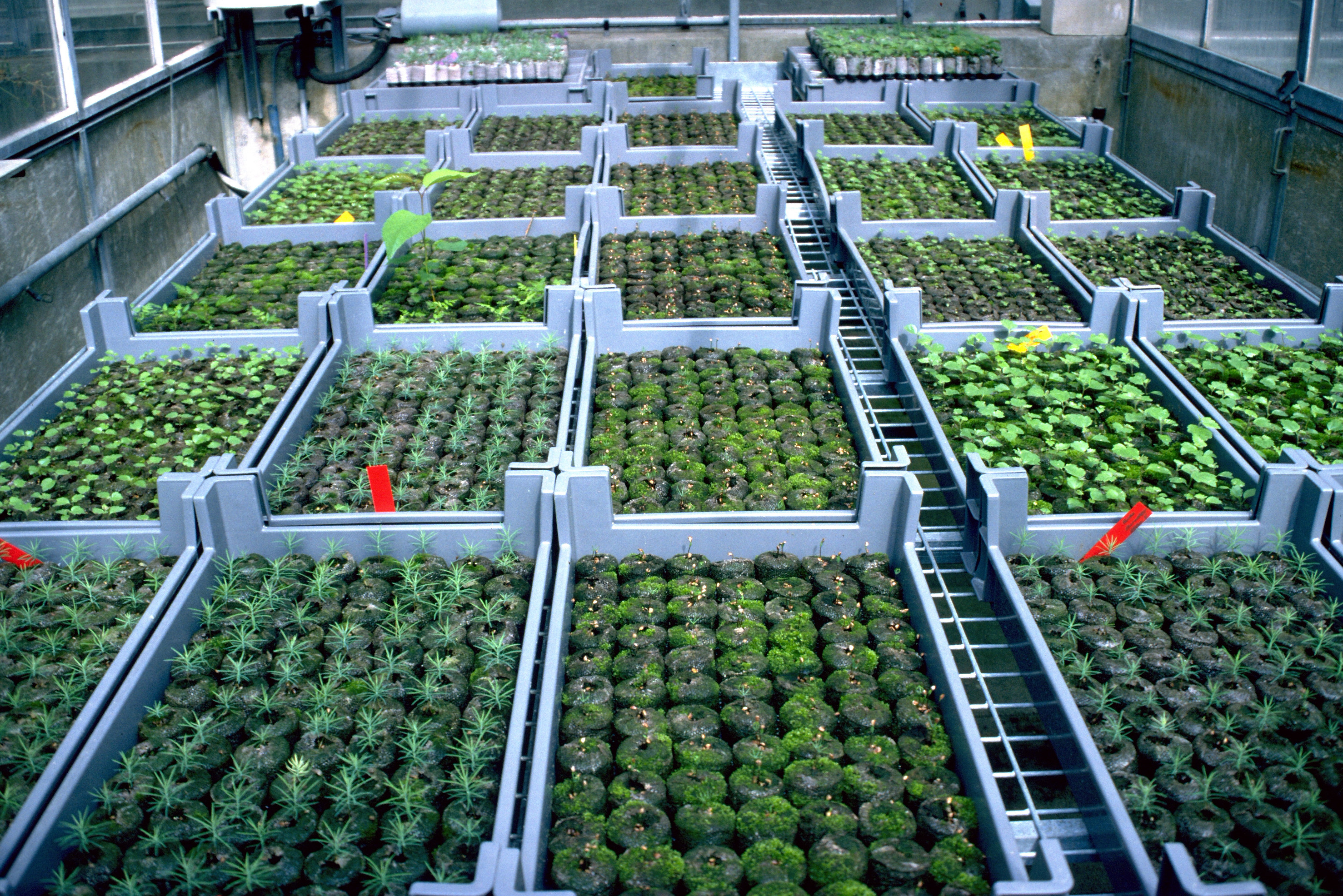 Keimlinge in Quelltöpfen (Treibhaus).