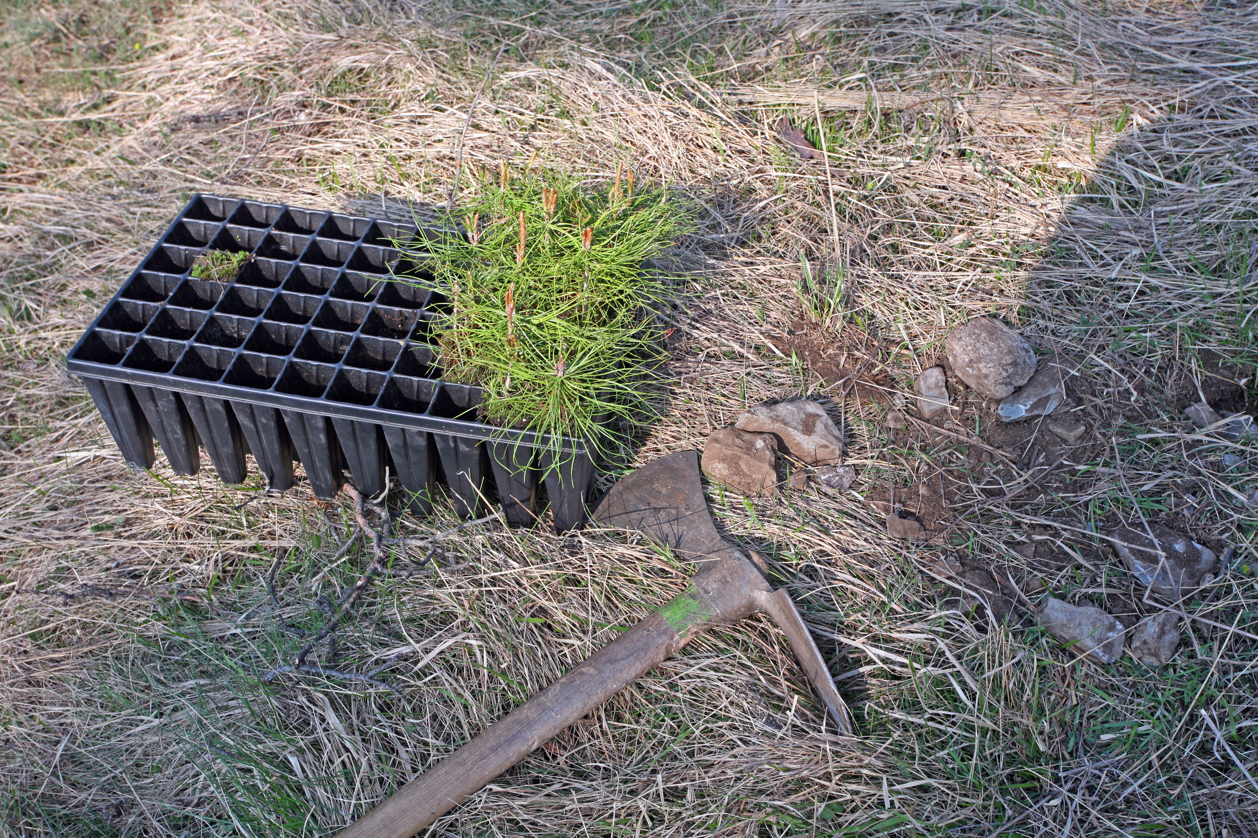 Sämlinge in Anzuchtplatten