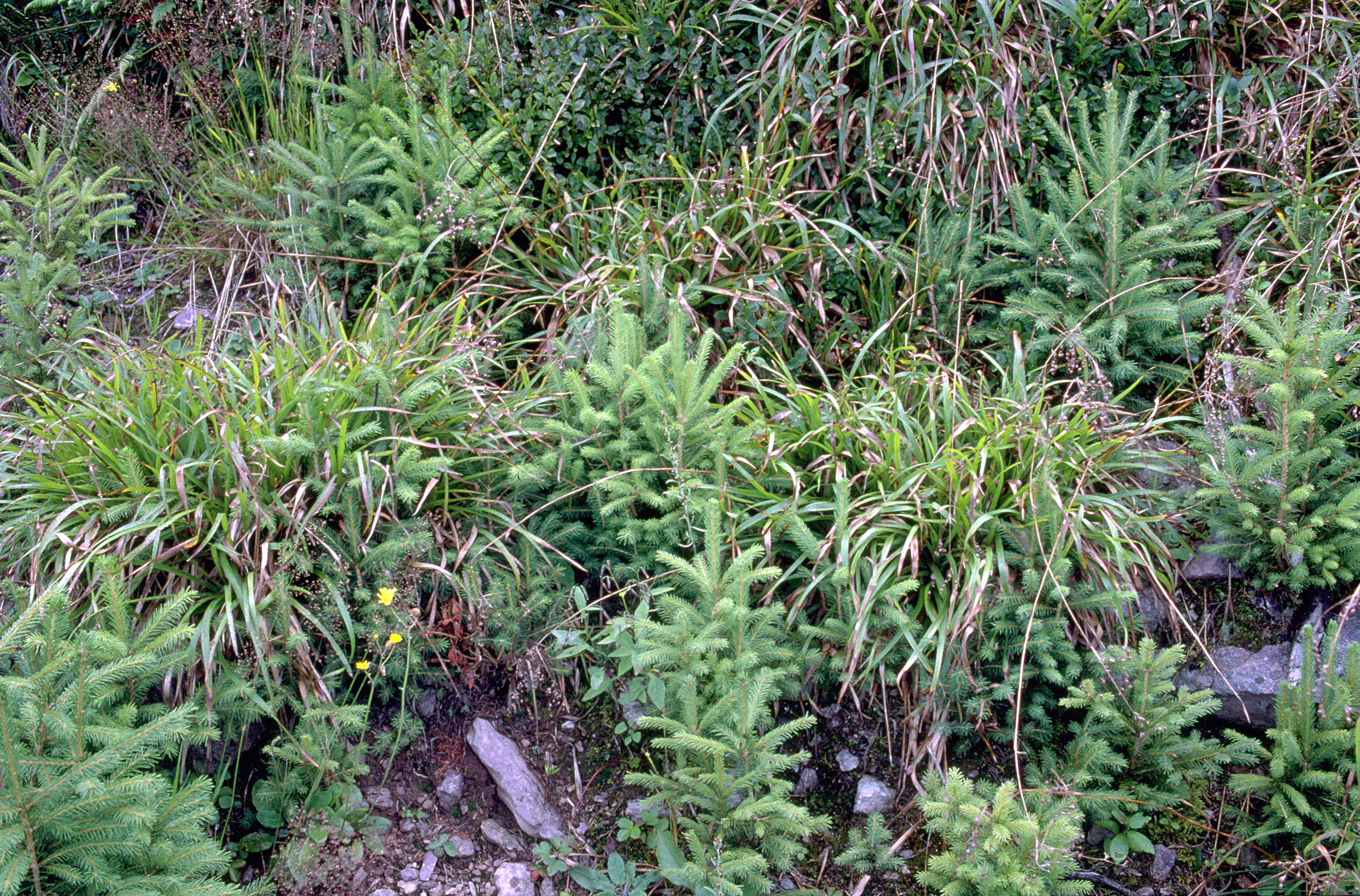 Wildlinge ernten entlang von Strassenböschungen.