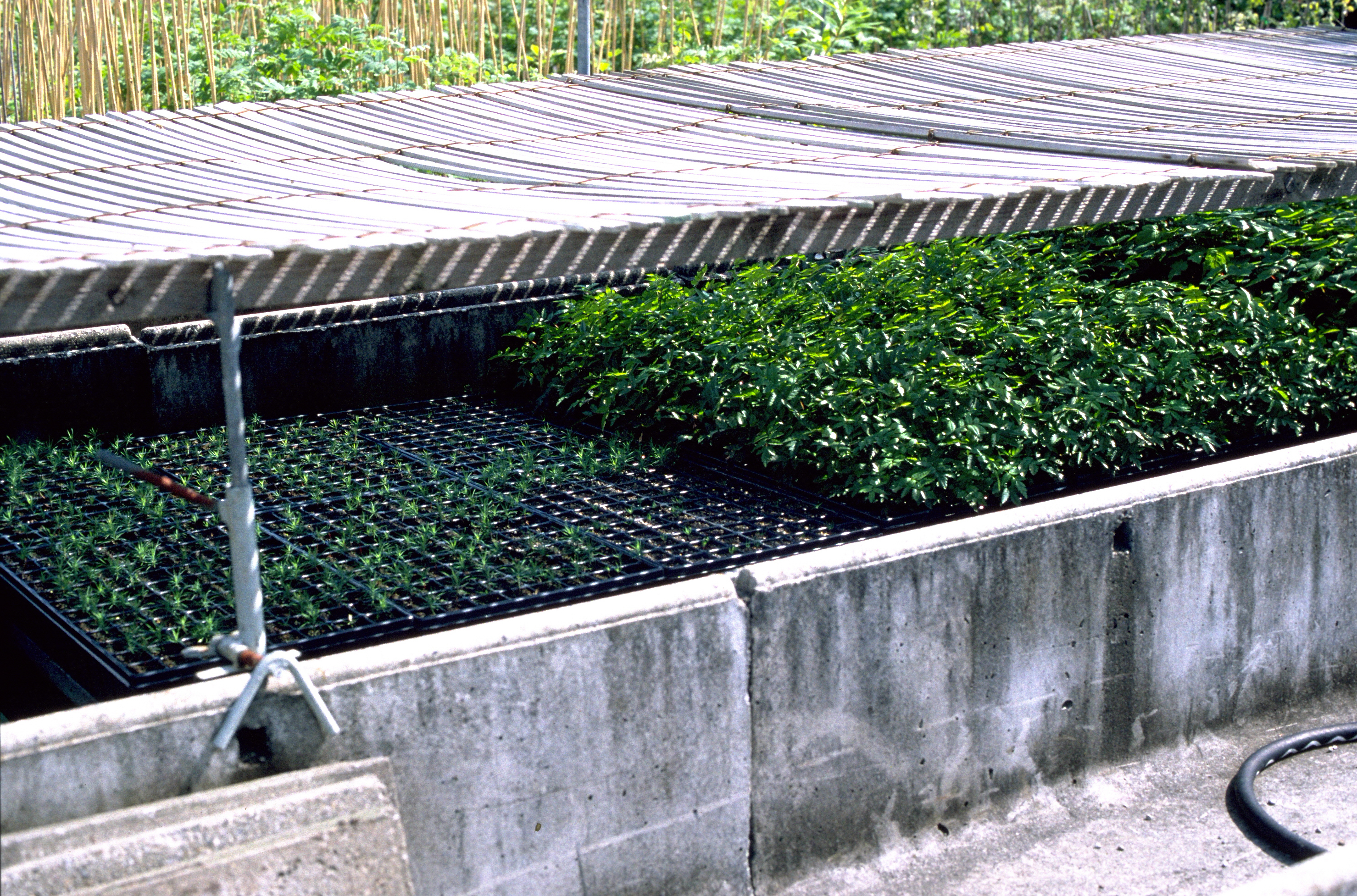 Schattierte Containerpflanzen