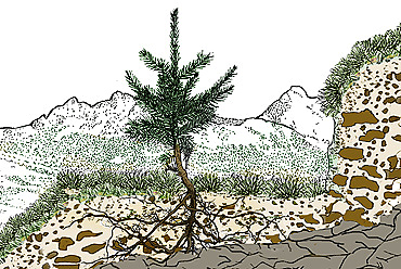 Zeichnung: Junger Nadelbaum mit sichtbaren Wurzeln in einer Bodenquerschnittszeichnung vor Berglandschaft